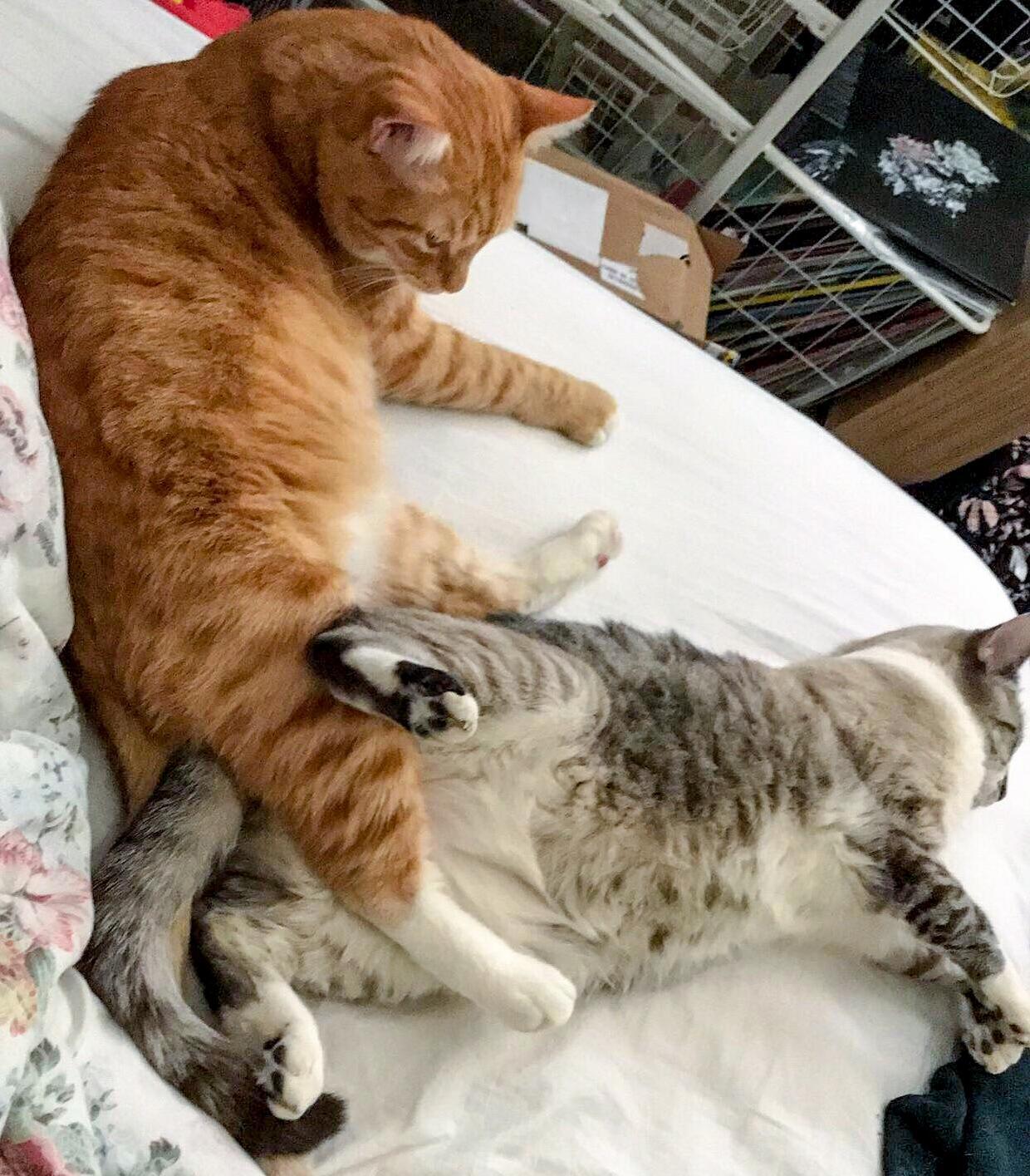 I Caught My Cats Scissoring.
