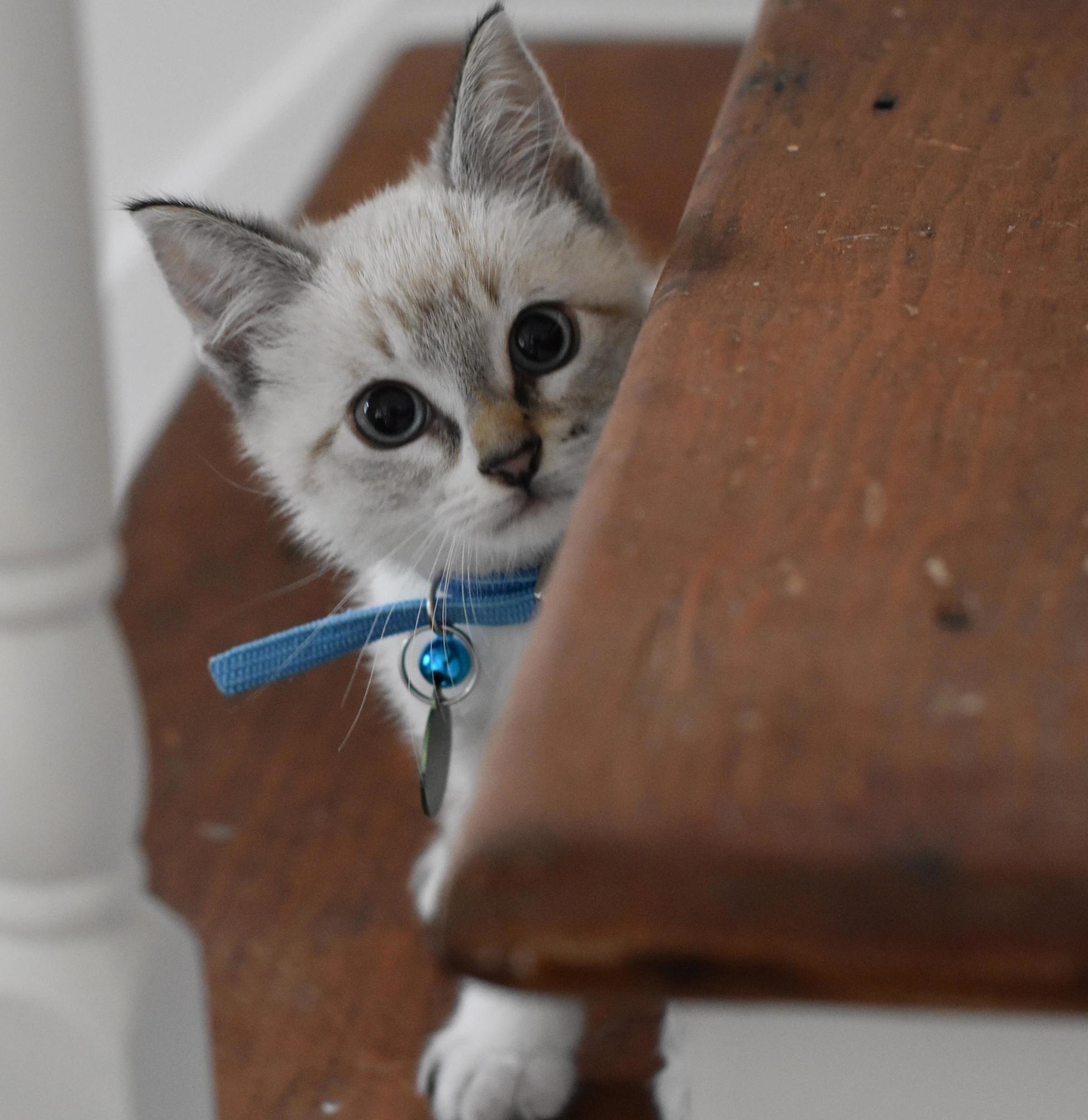 I Forgot to Post This Photo When I First Took It Seven Months Ago, but I Think Gus Looked Too Cute Not to Share.