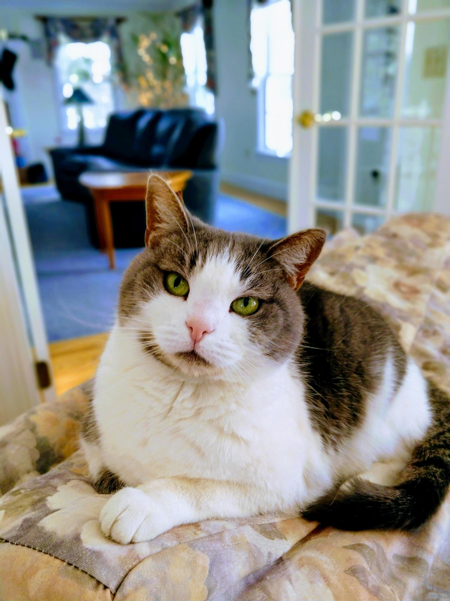 I Got a Good Picture of My Girlfriends Cat