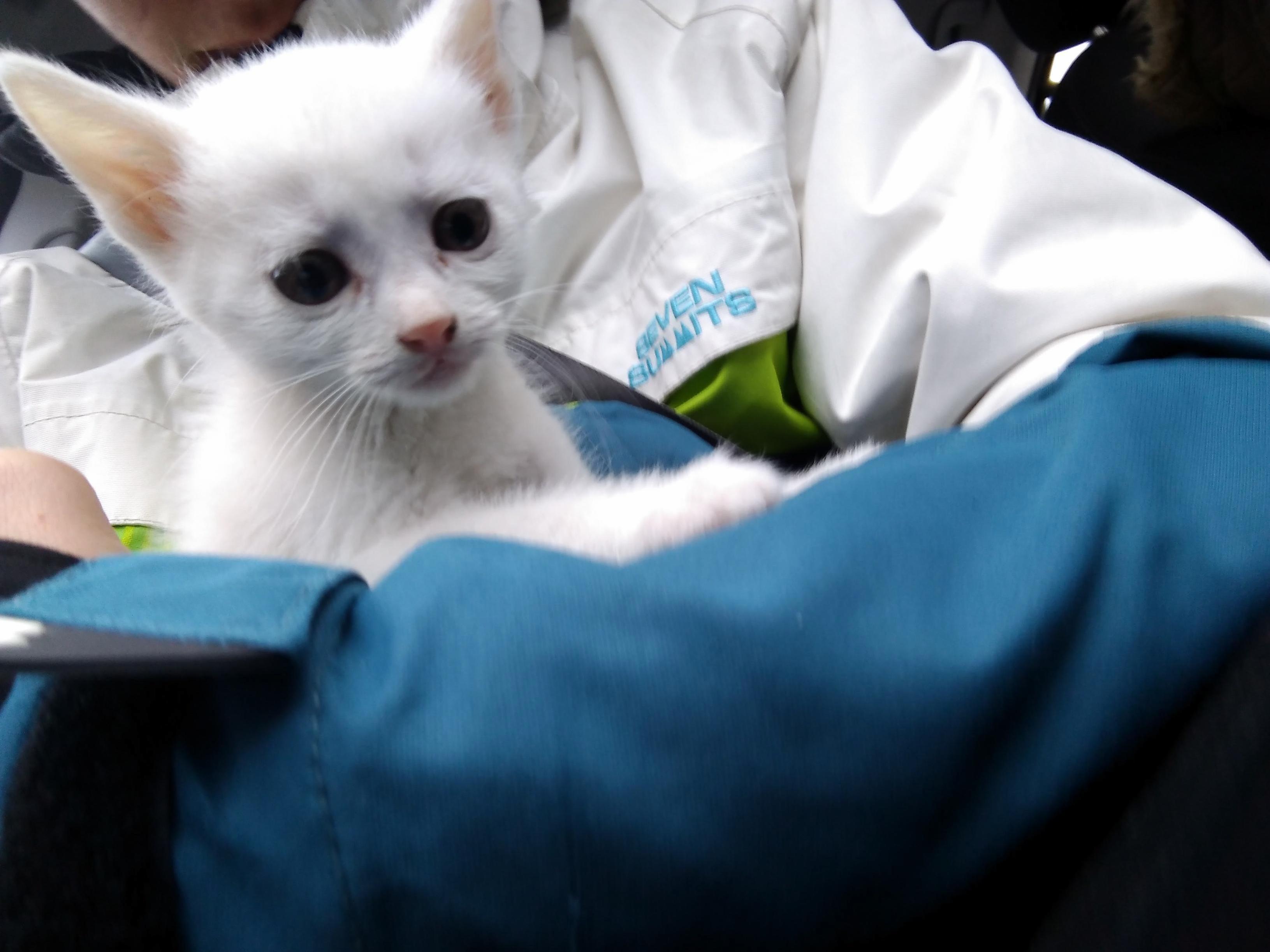 I Just Got Another Alien