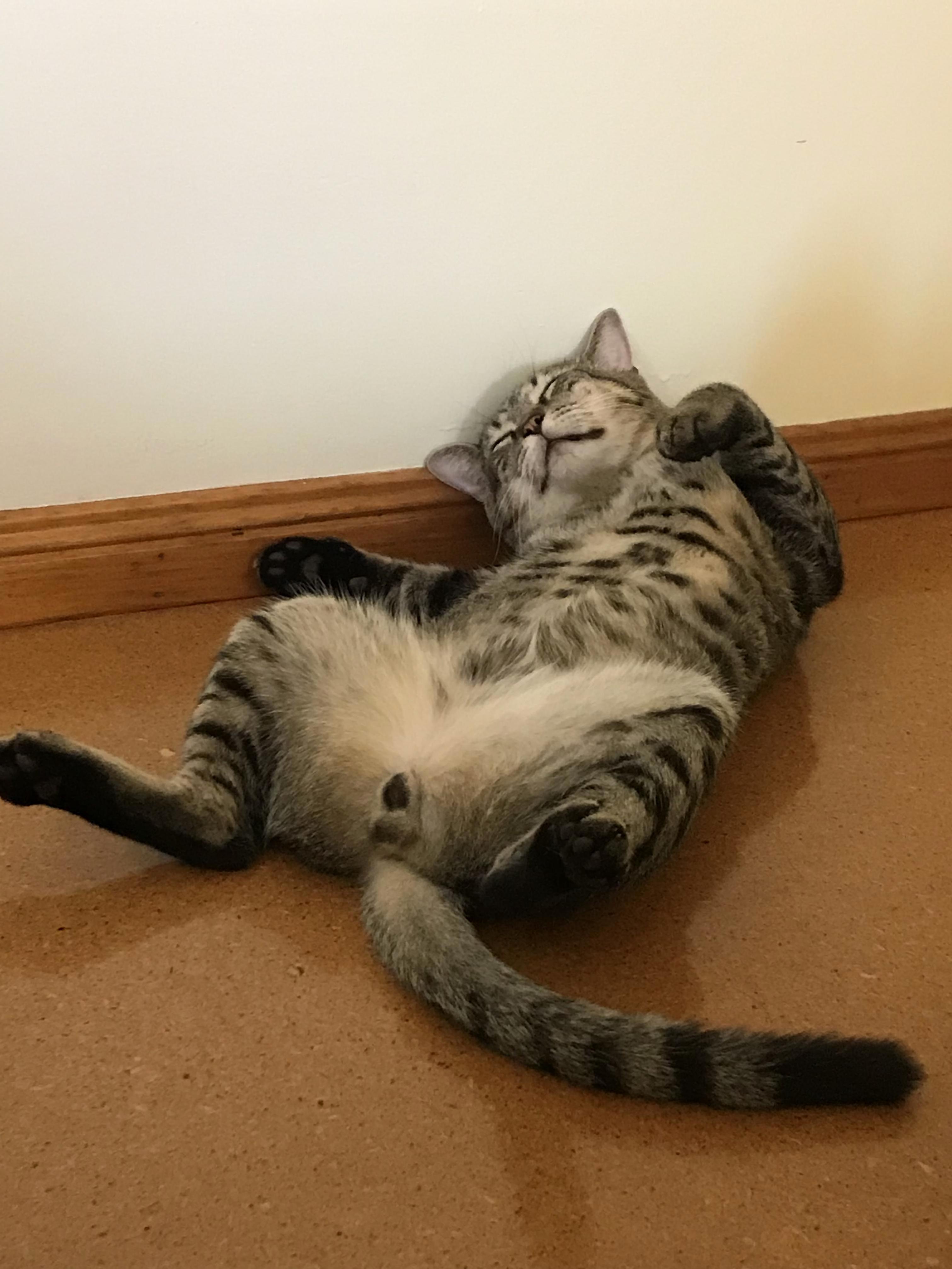 I Just Like Taking Photos of Rollins Sleeping in Funny Ways