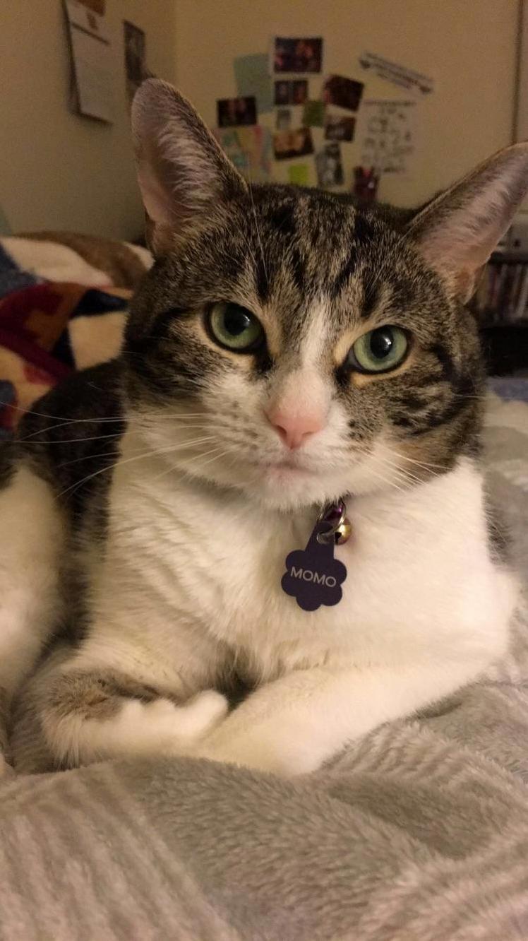 I Know Im Biased, but I Think Momo Is Very Photogenic.