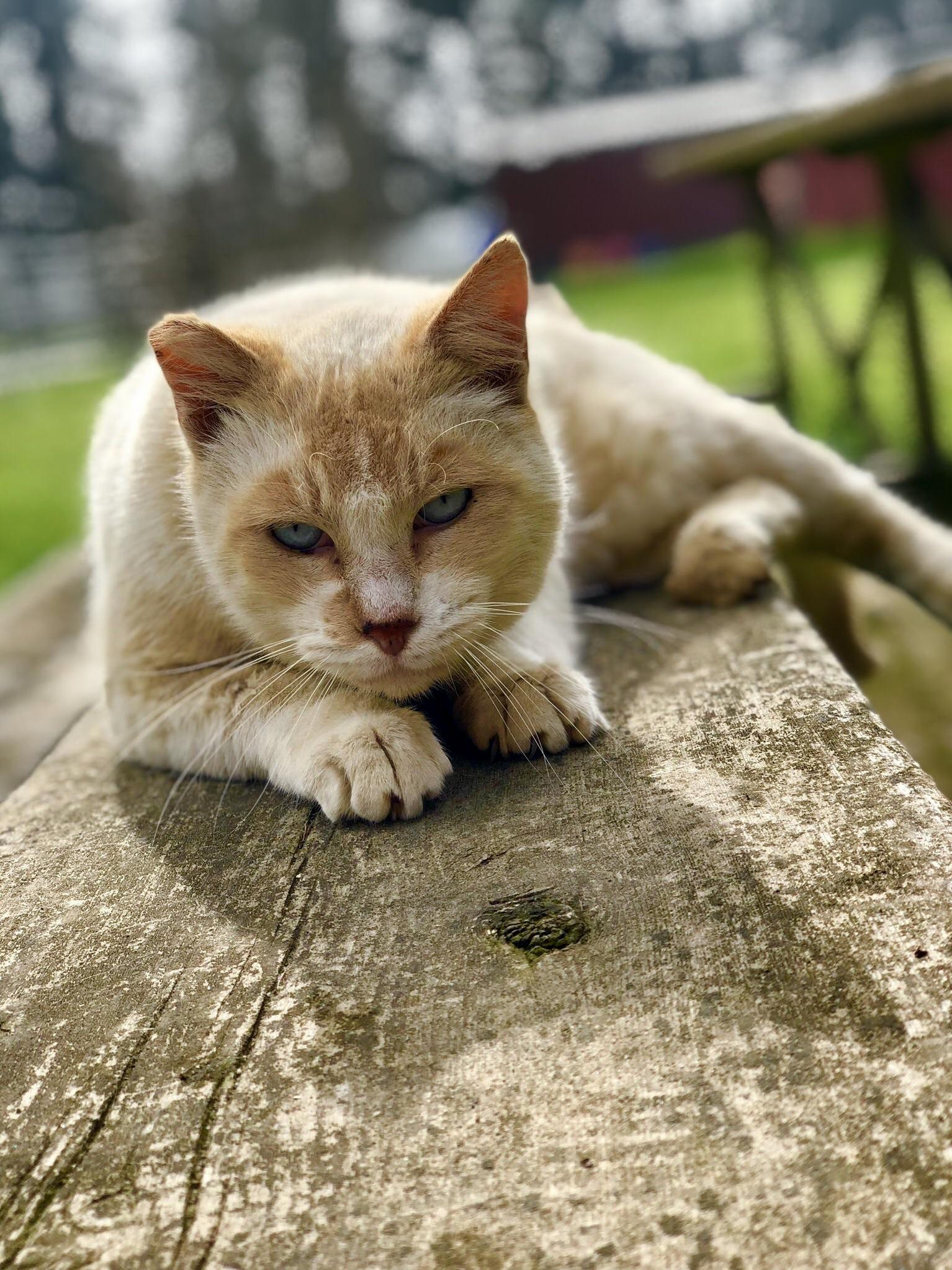 I Met This Blue Eyed Barn Cat Today ) Wanted to Share This Purdyface.