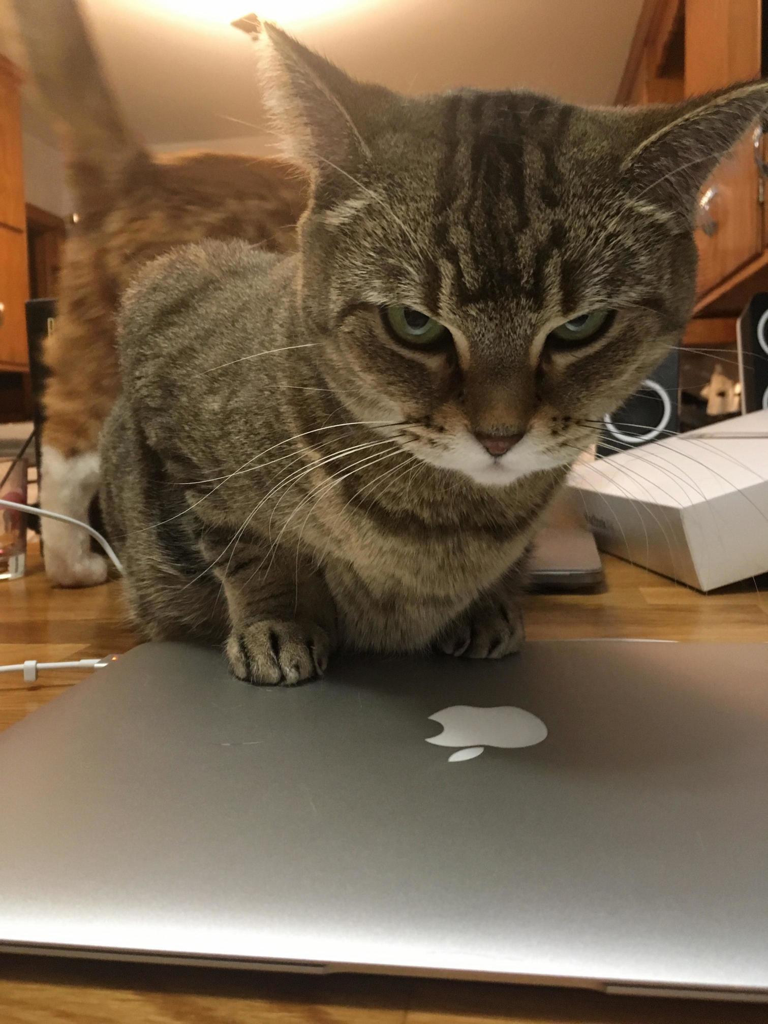 I Need a New Assistant