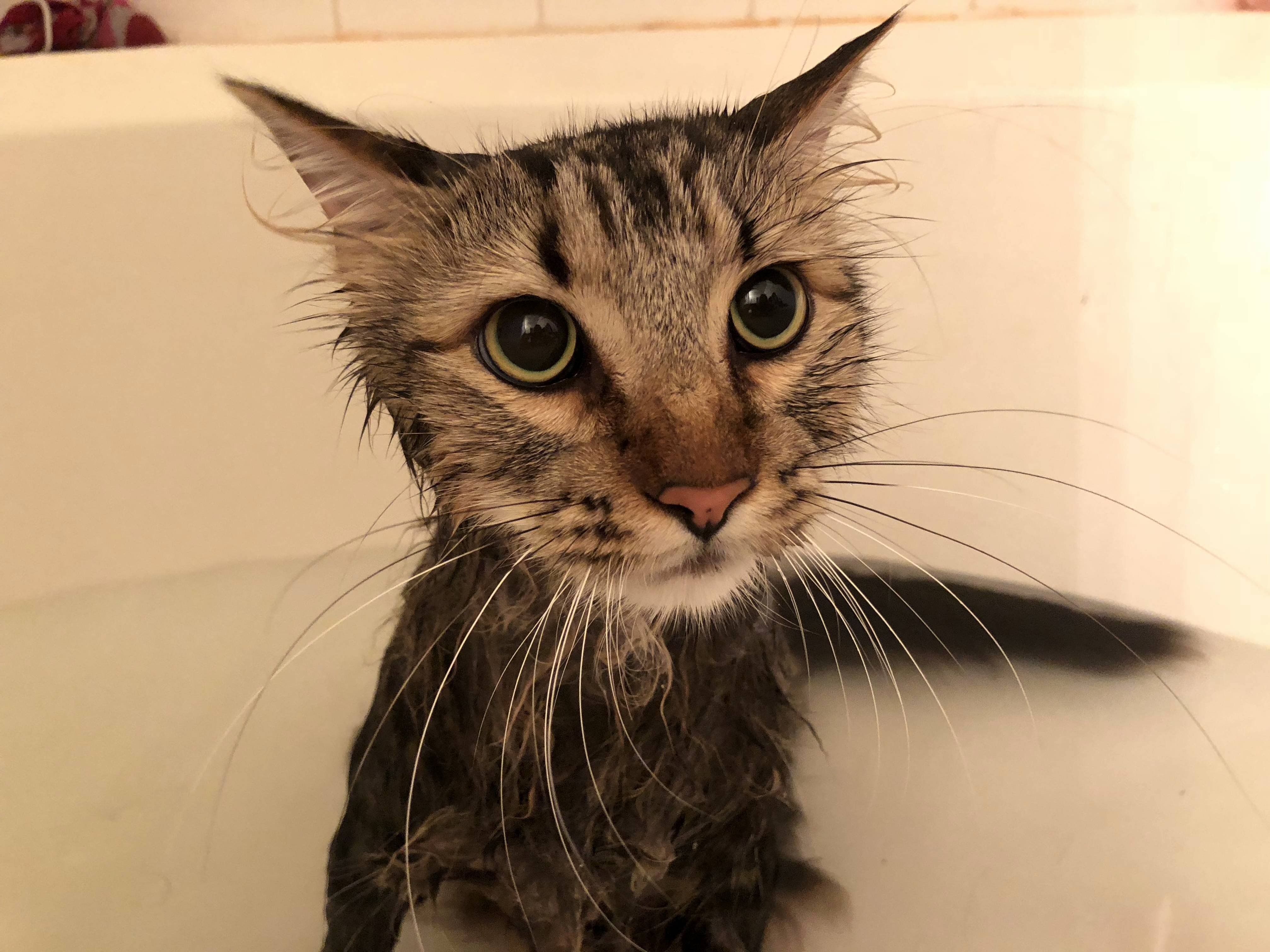 I Never Realized How Long His Whiskers Where Before Bath-time!