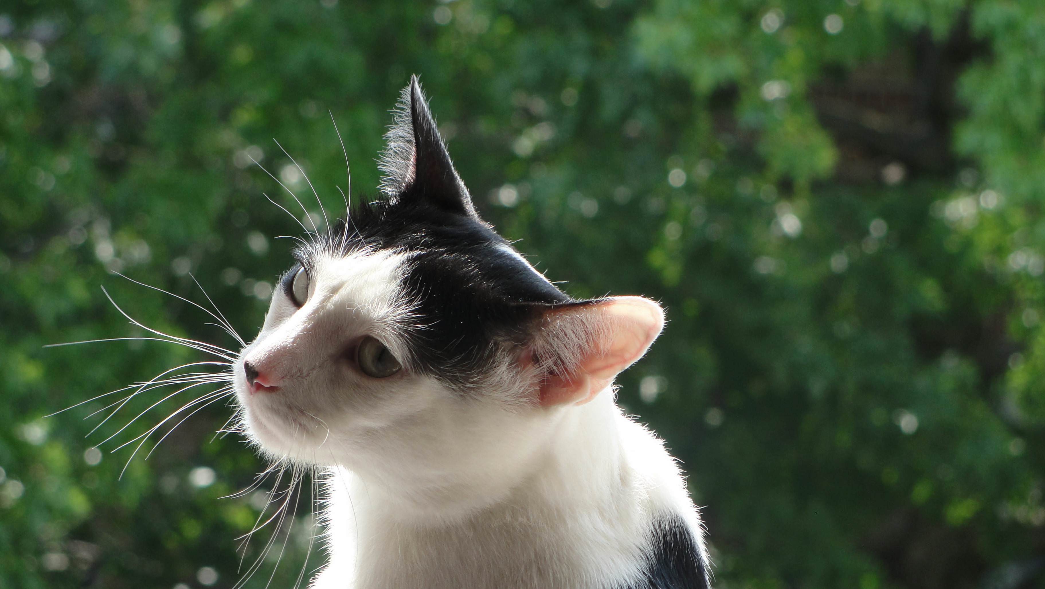 I Said Goodbye to My Dearest Oldest Friend of 13 Years Yesterday, Max.