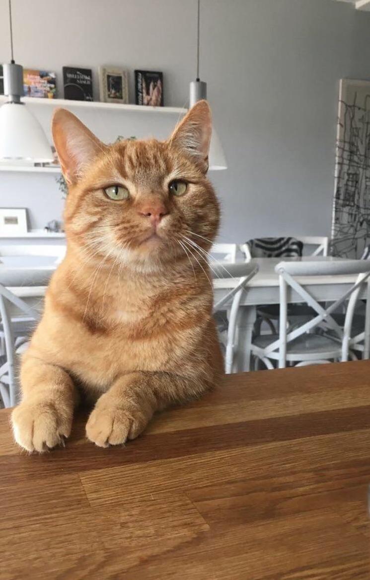 Ive Started to Wonder If Hes Really a Cat