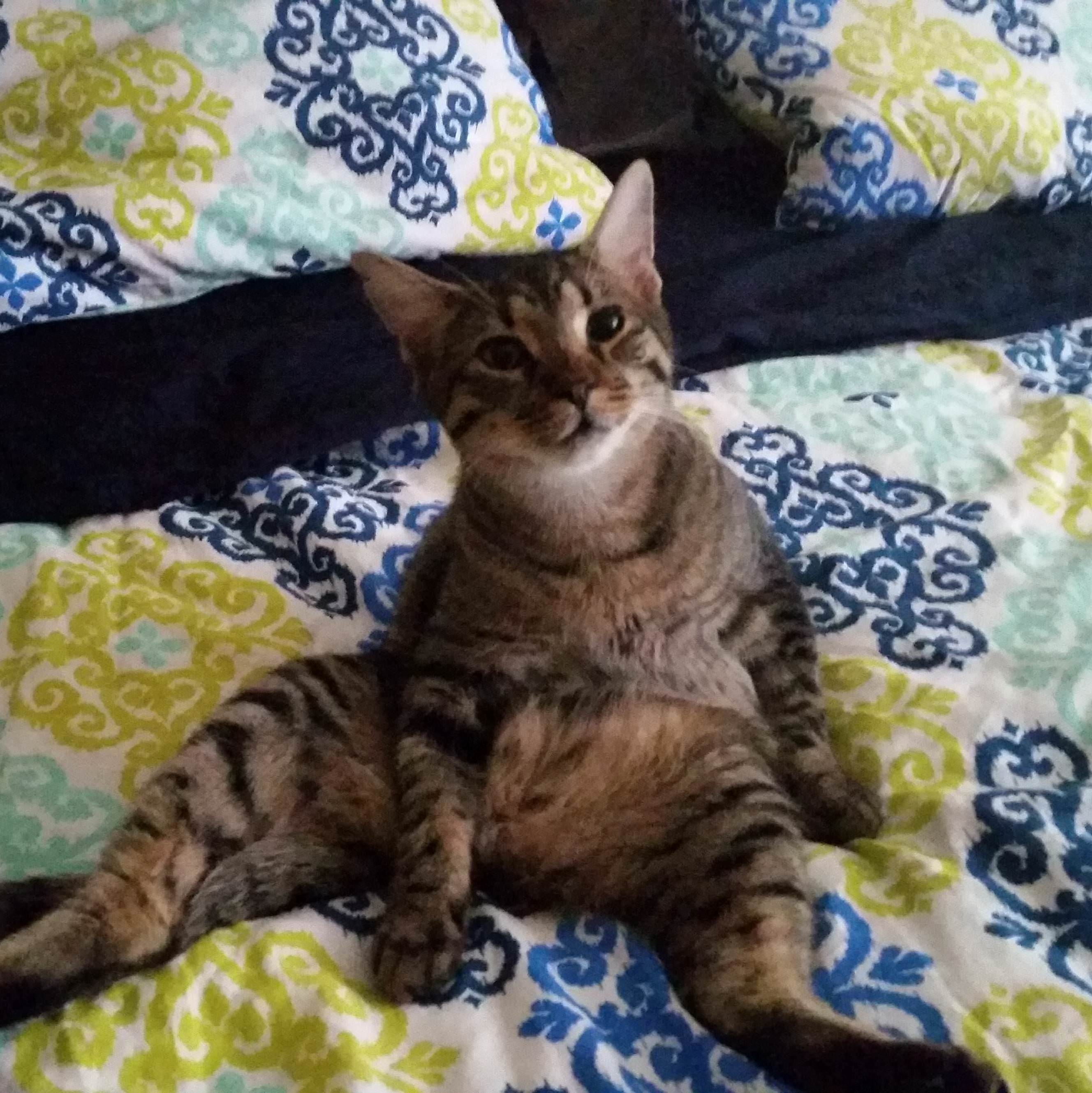 Jackson Kitty Caretaker of the Sick