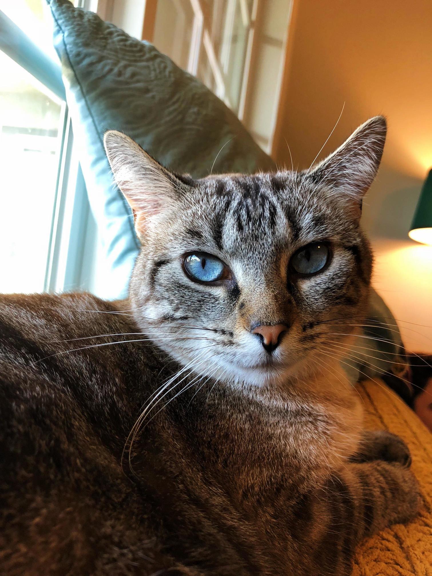 Just Marmalade Being Her Beautiful Self.