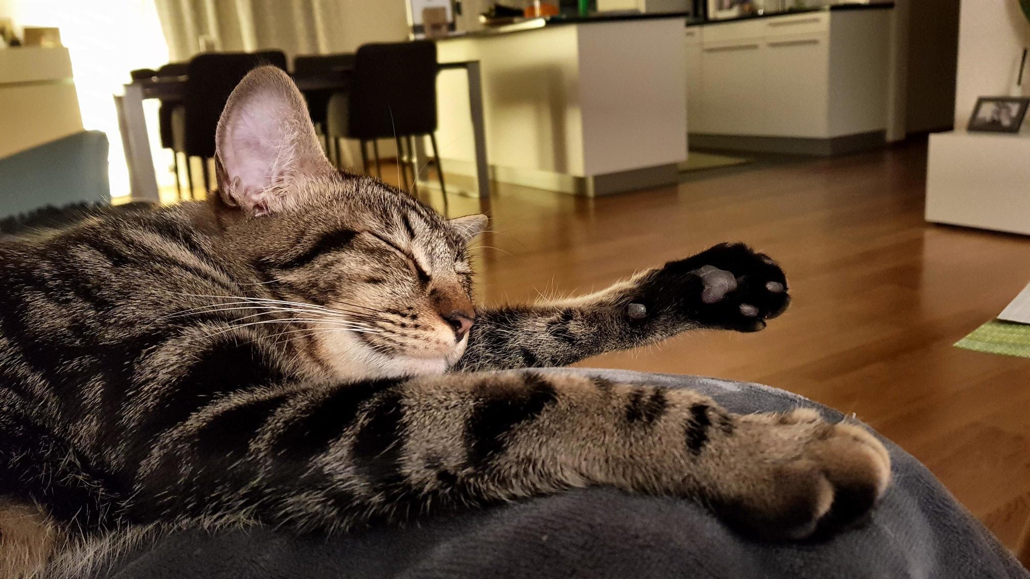 Kira Enjoying a Powernap After an Exhausting Afternoon of Resting on the Couch