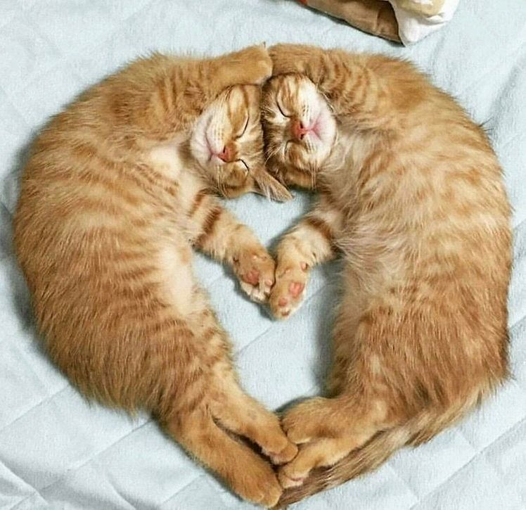 Kitty Fusion Dance