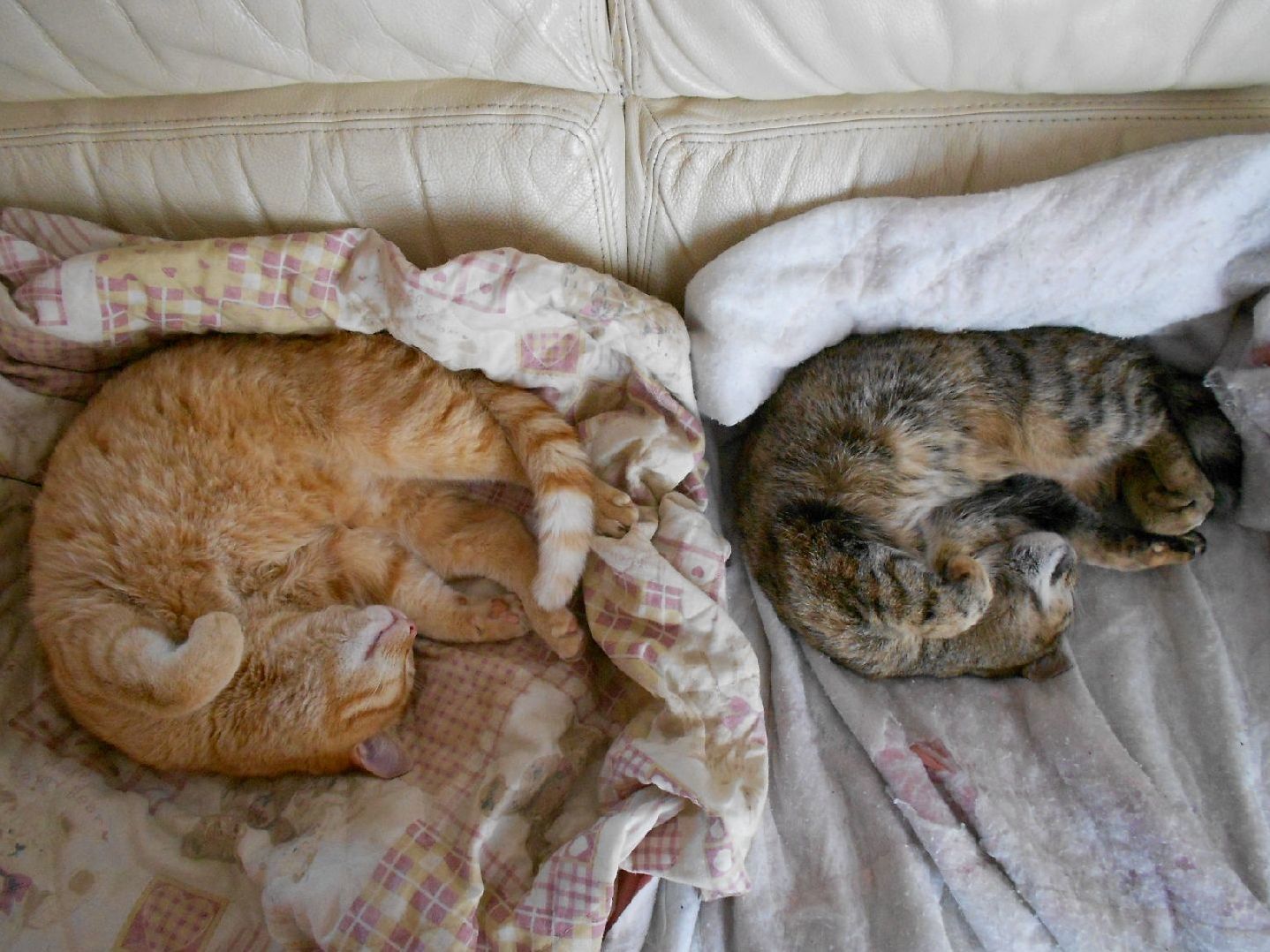 Like Mother, Like Son.