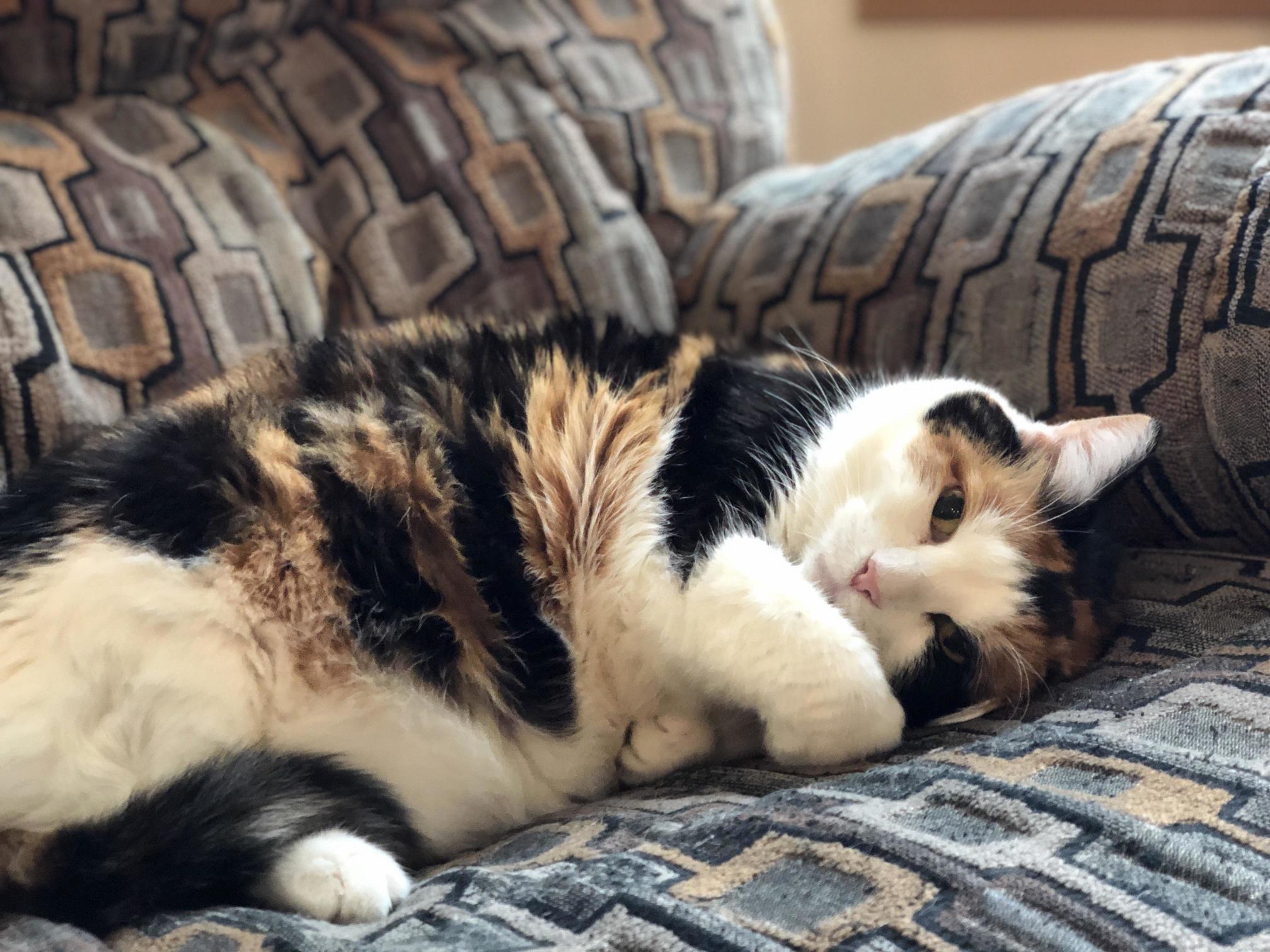 Lucy Likes to Steal Peoples Seats When They Get Up for a Second and Then Try to Look Cute So They Let Her Stay.