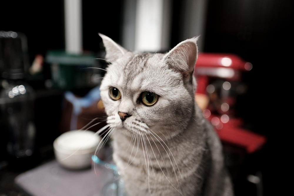 Luna Watching Over Dinner Prep