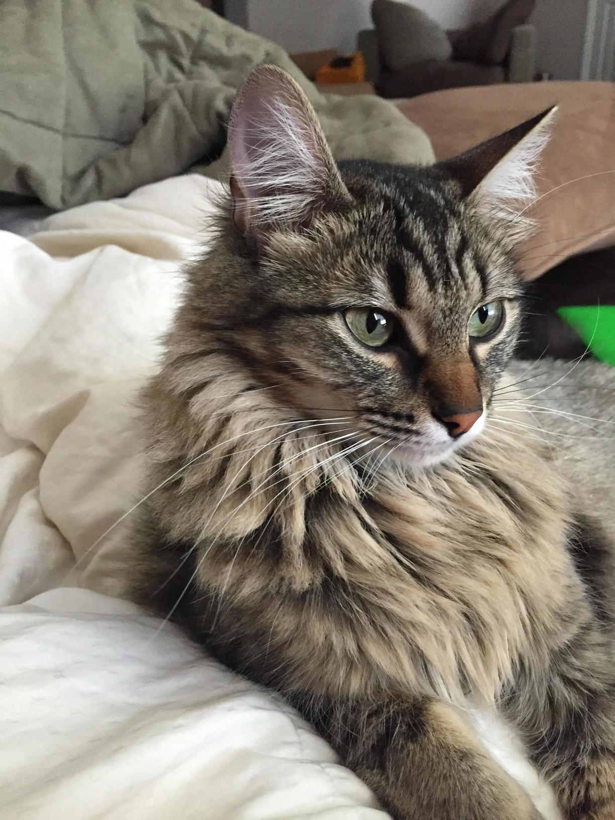 Majestic Kaia
