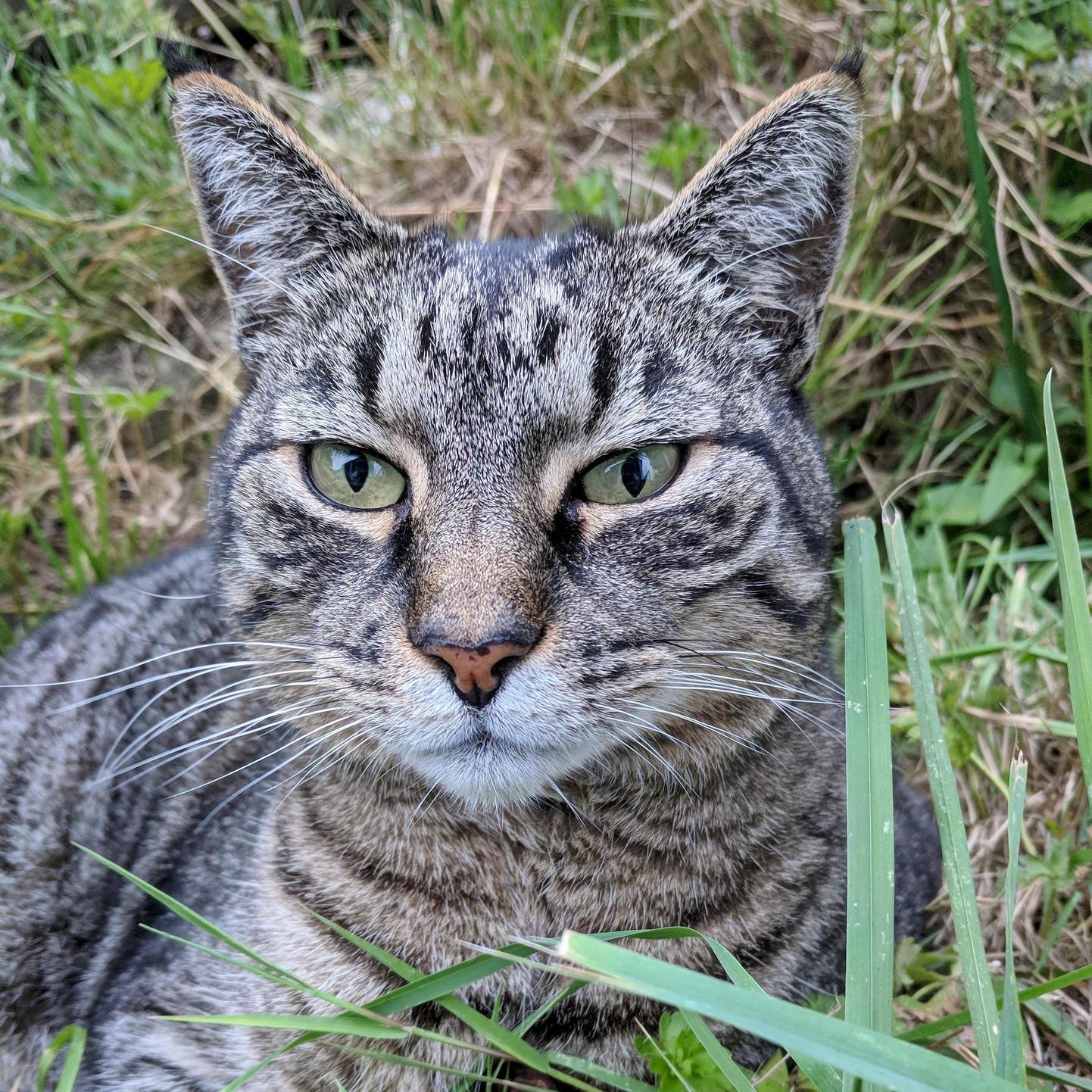 Marvin