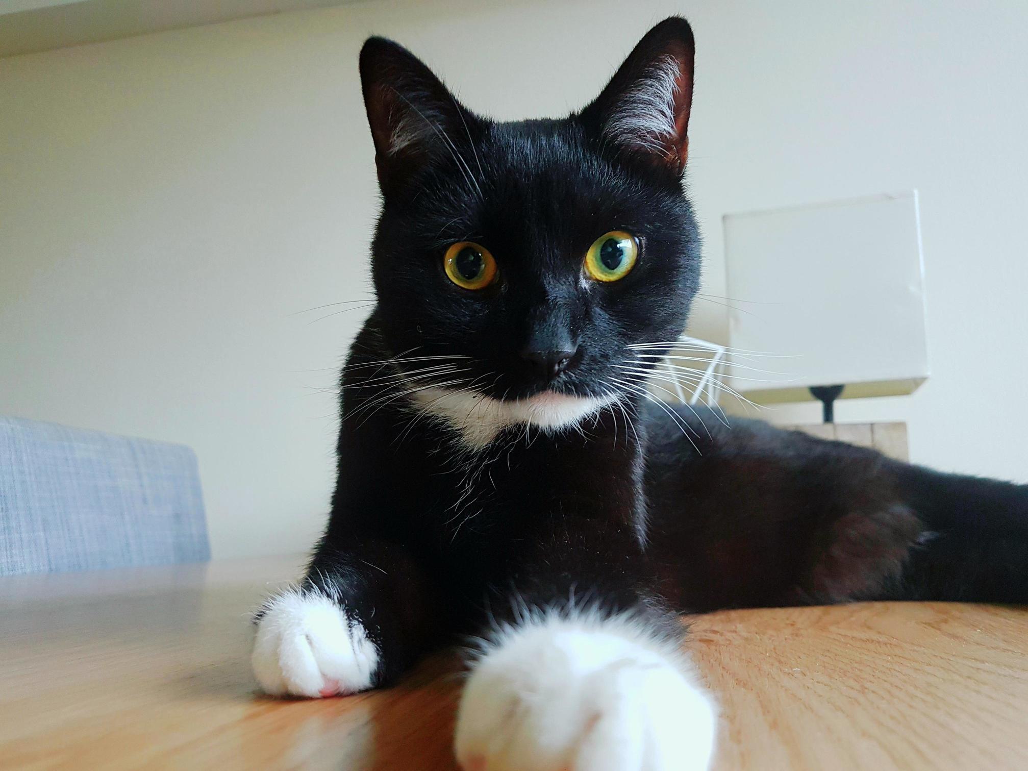 Meet Oscar, Our Latest Addition to the Family.
