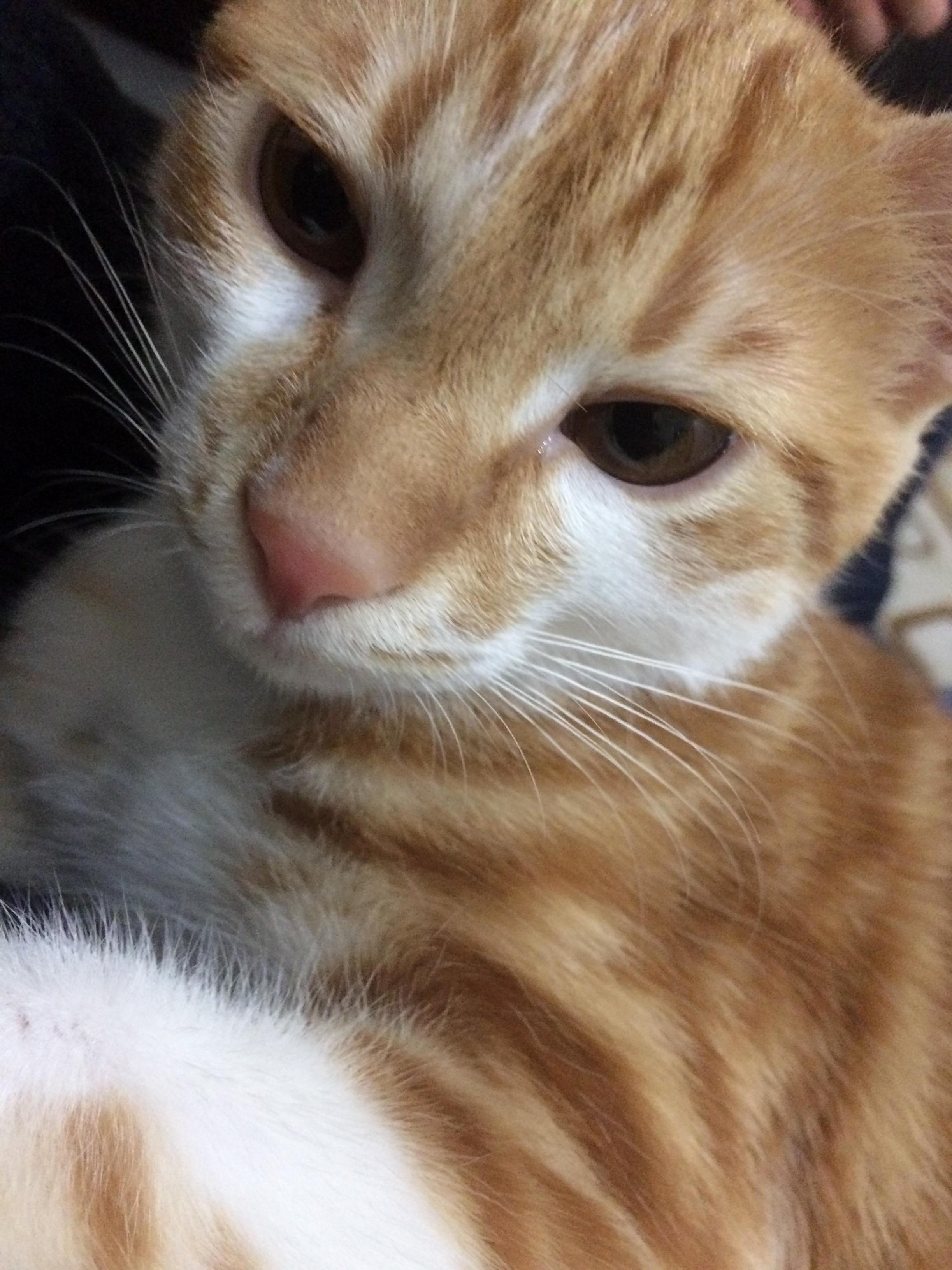 Meet Theo. a Bit Aggresive, but the Best Damb Cuddle Buddy Youve Ever Seen. Taken Right Before Bed Time.