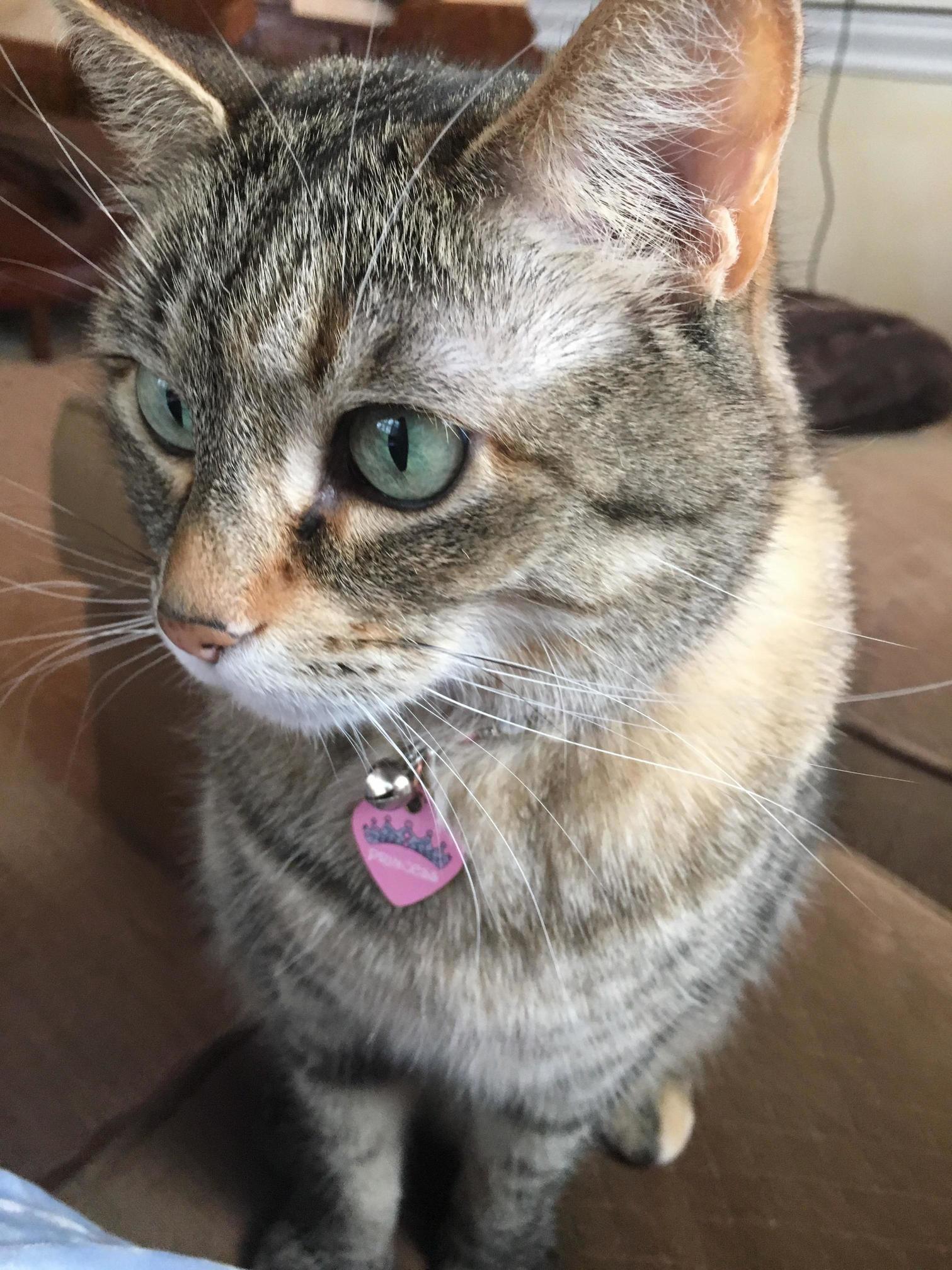 Miss Tenshi