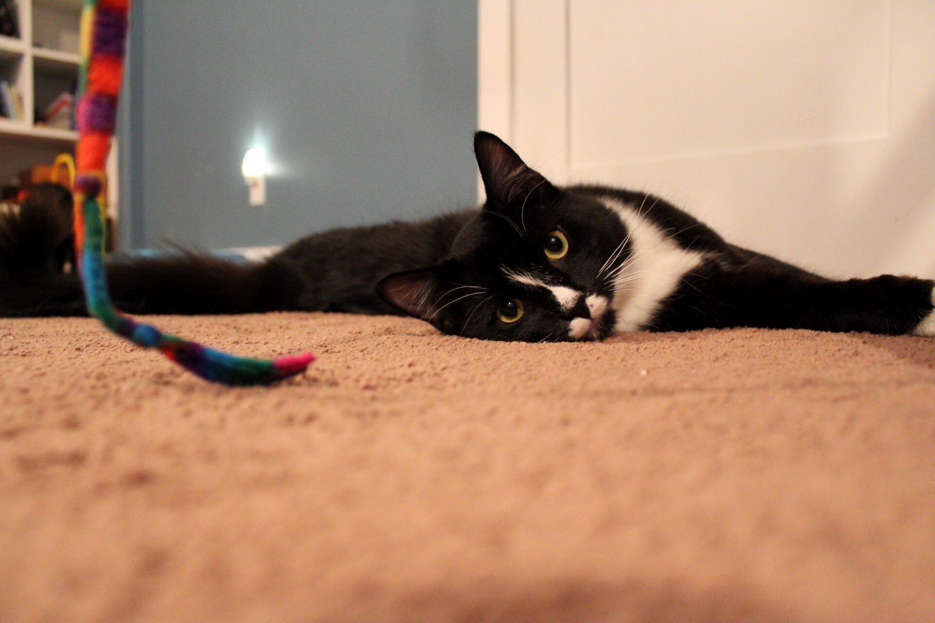 Mittens