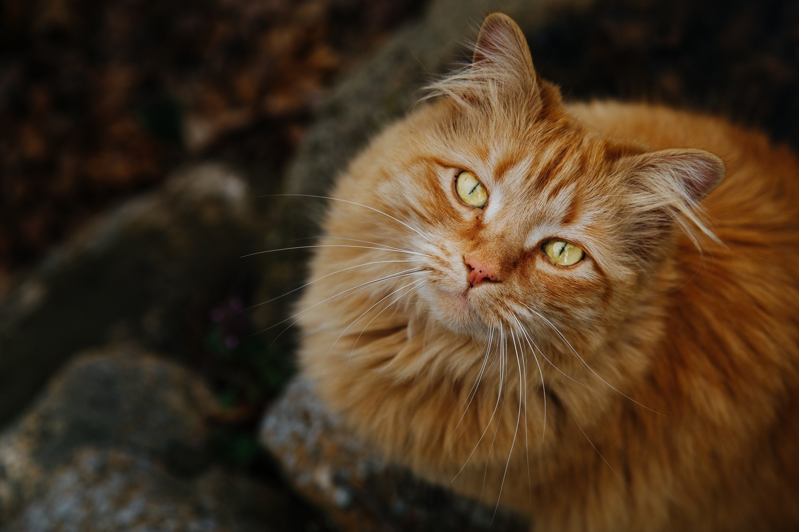 Most Photogenic Street Cat I Have Ever Come Across