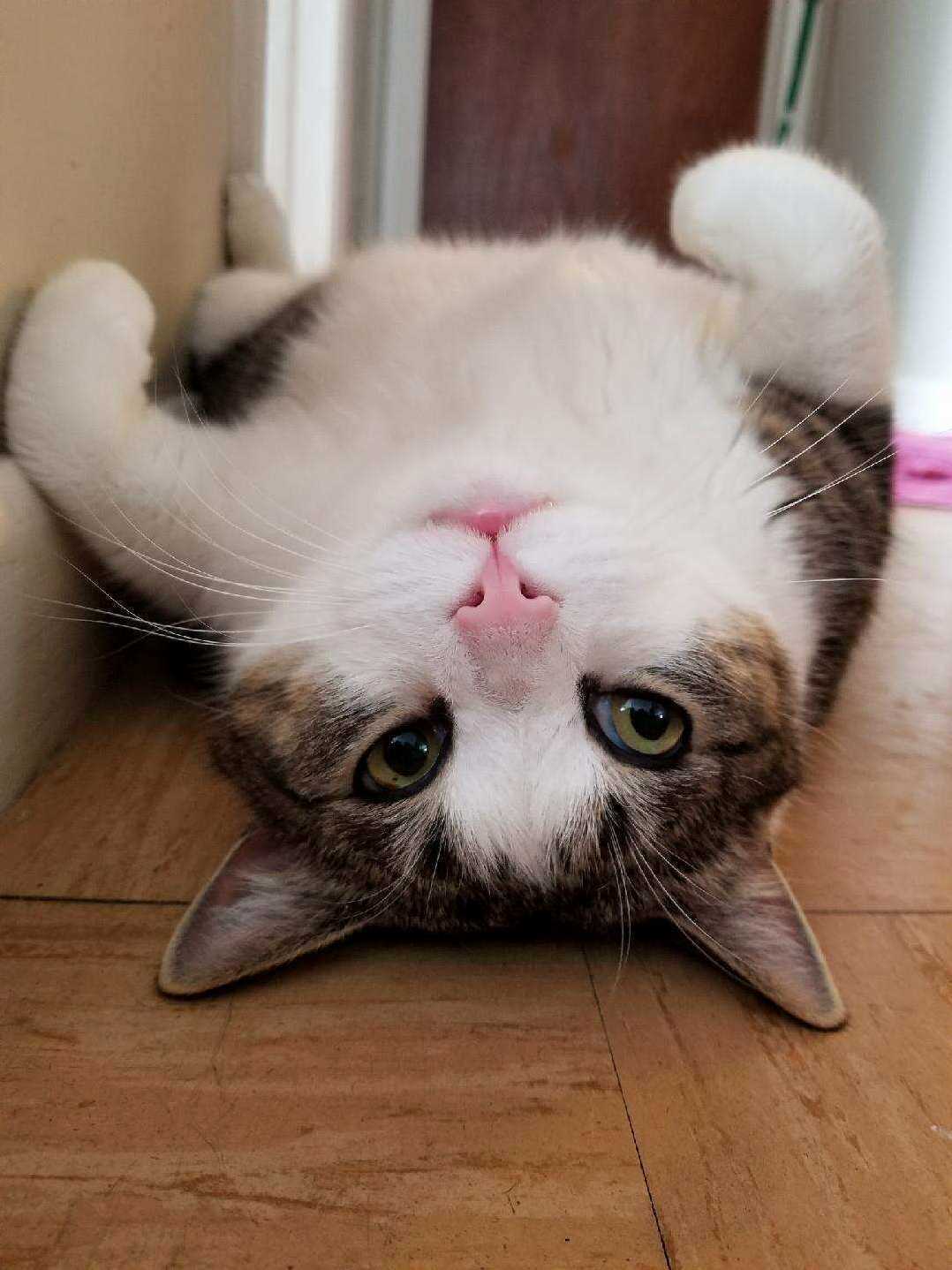 My 5 Year Old Cat Doin a Cute