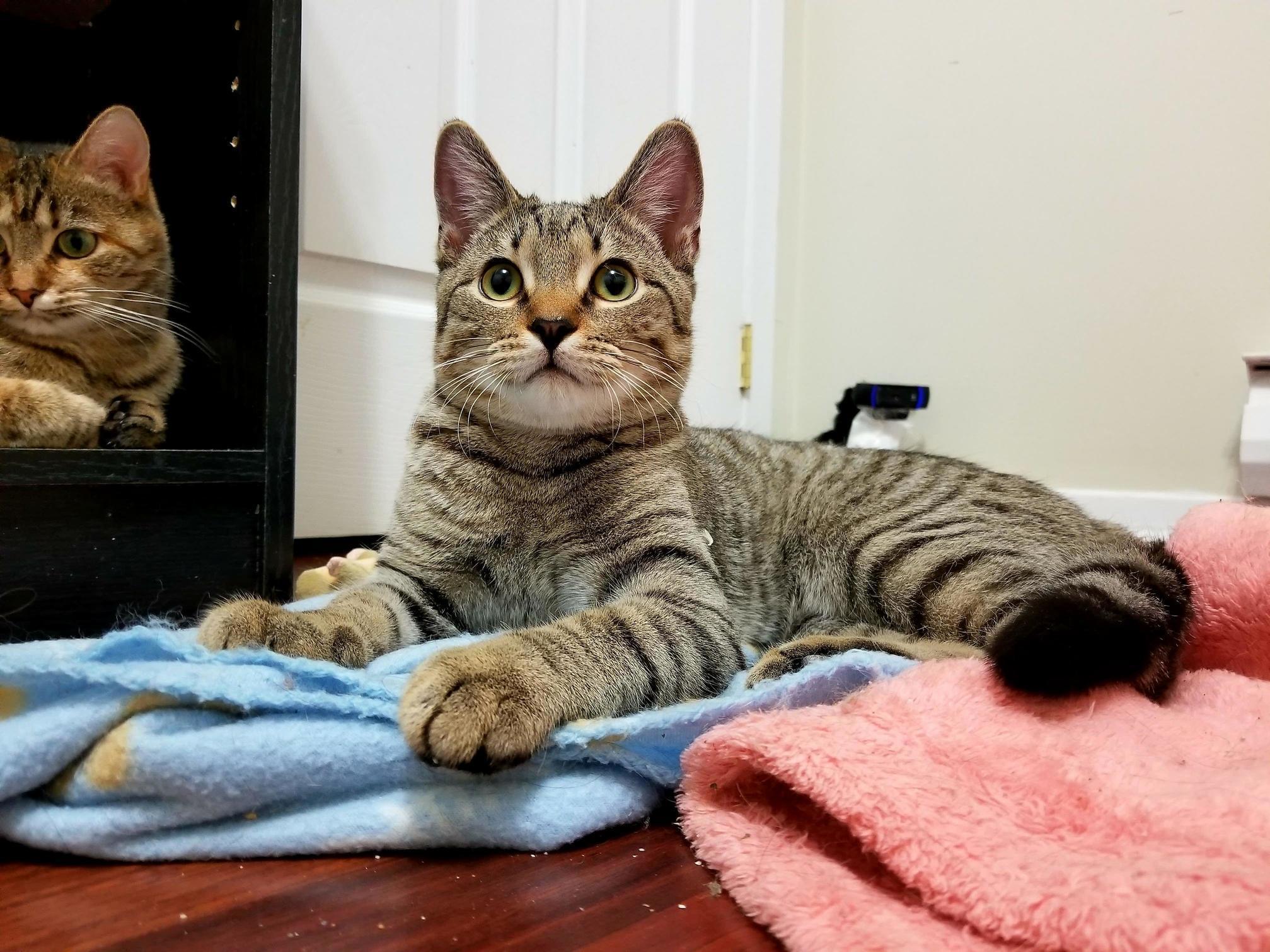 My 6 Month Old Foster Kitten, Dewy