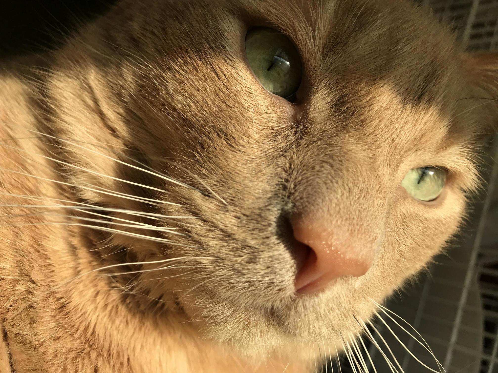 My Boy, Leo, Enjoying Some Sunlight.