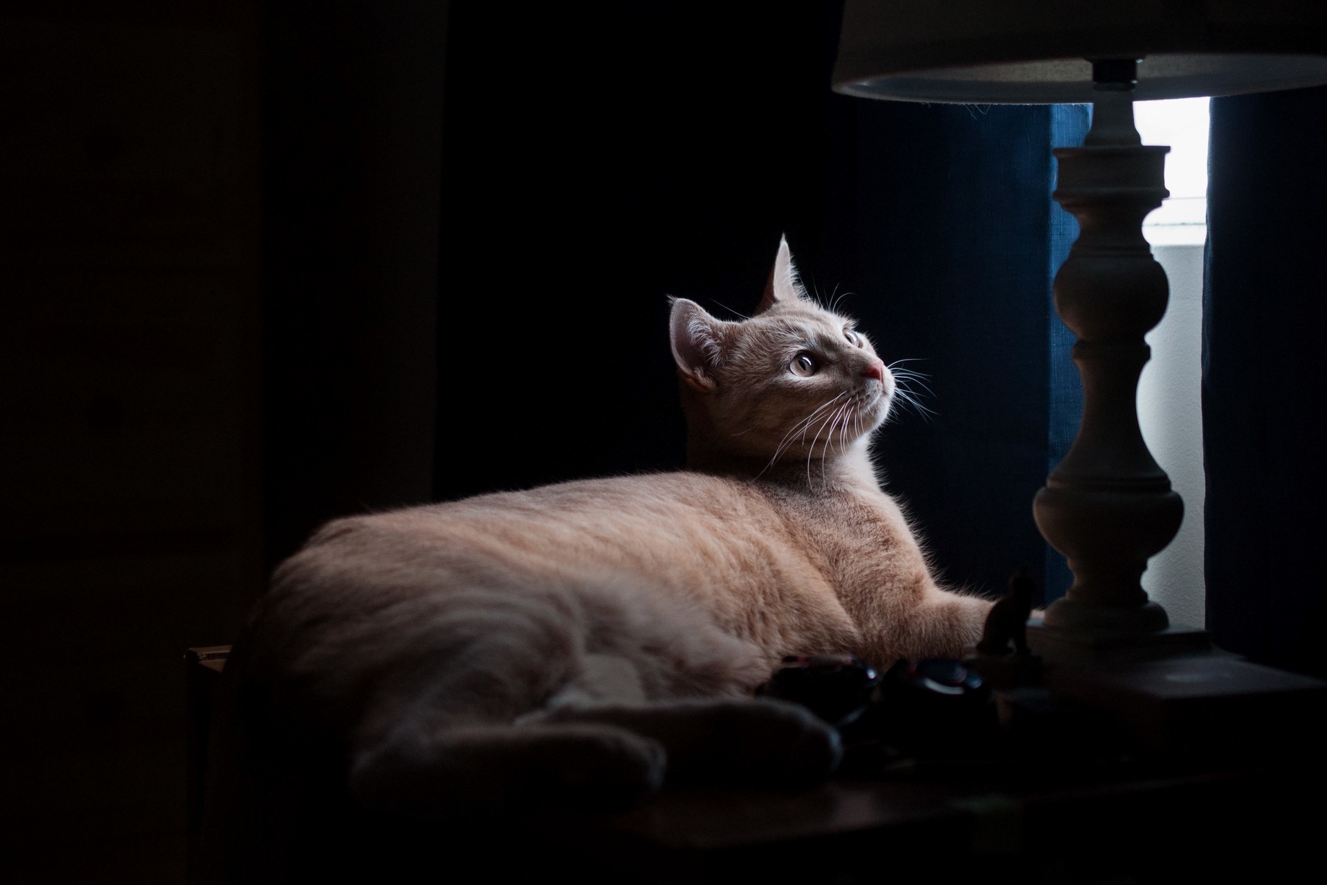 My Cat Doc Watching the Birds and Squirrels This Morning