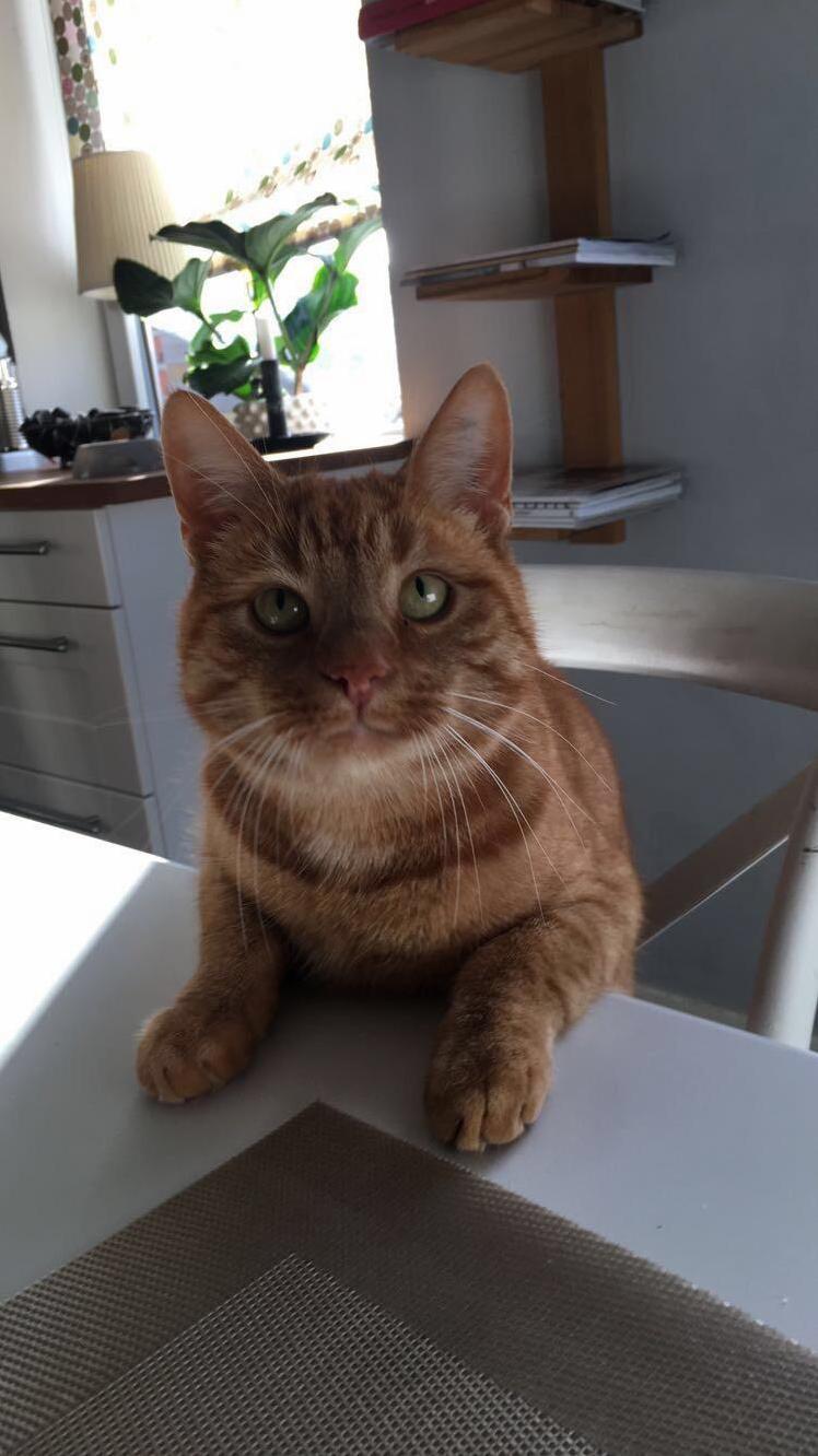 My Cat Has Taken Begging to a New Level