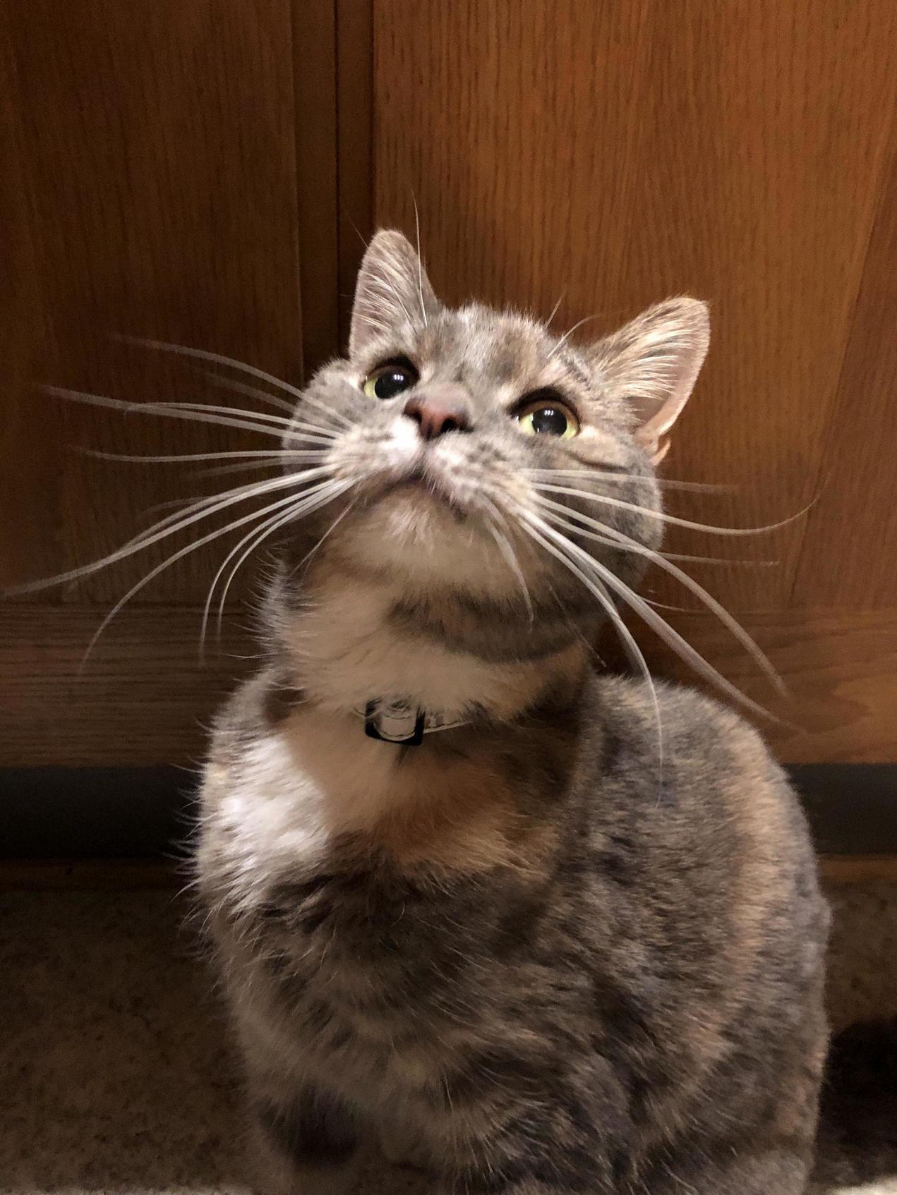 My Cat Has the Longest Whiskers Ive Ever Seen