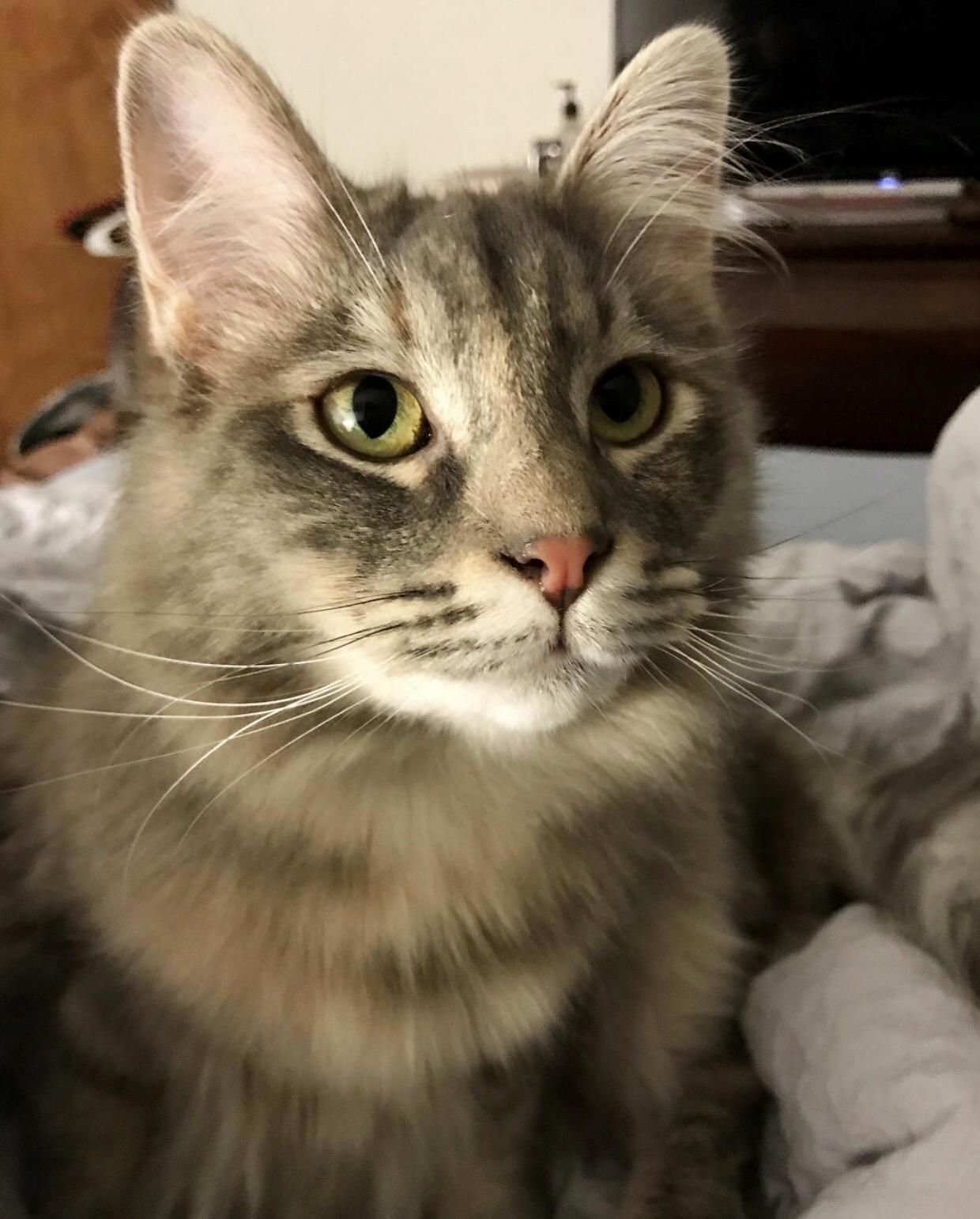 My Cat Is Prettier Than Me