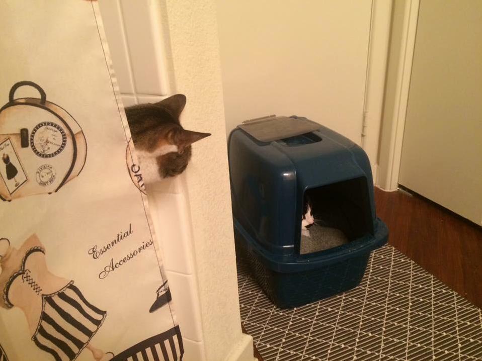 My Cat, Roxy, Creepin on Her Sister, Lily.