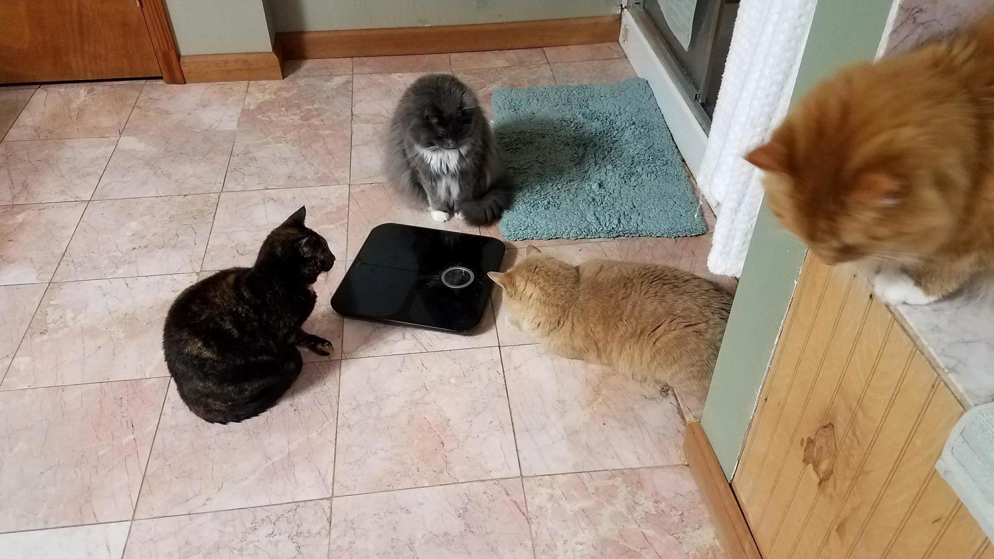 My Cats New Years Resolution