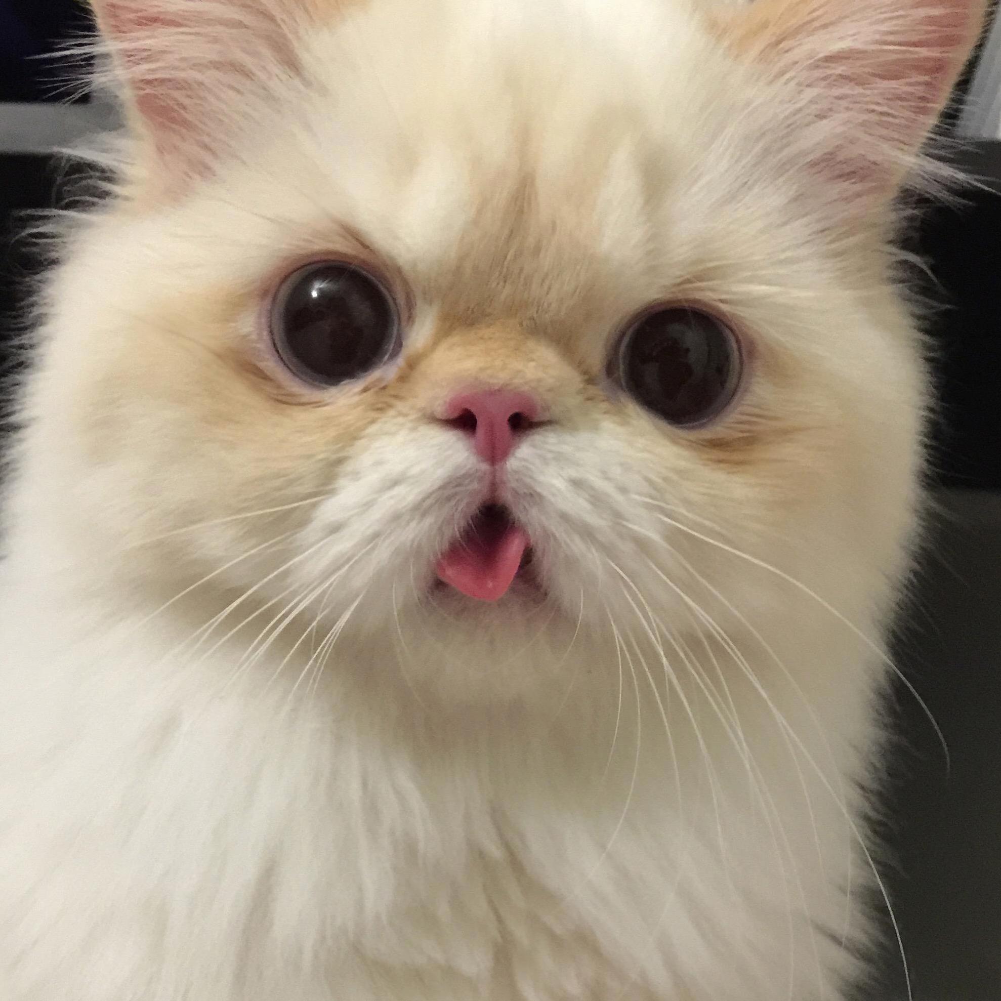 My Derpy Himalayan, Yuki-chan (Rip)