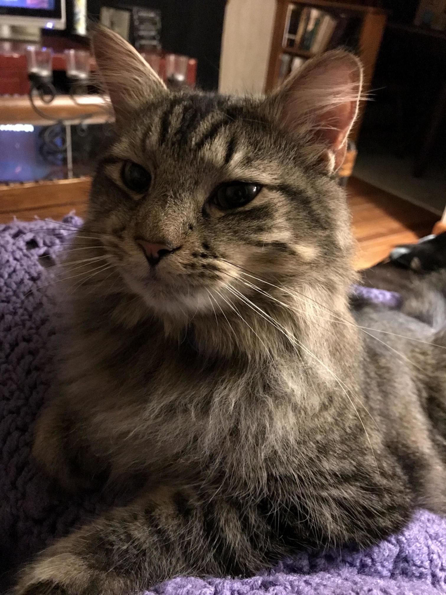 My Favorite Guy Rascal. He Was Sick Yesterday but Now Hes Back to Begging for My Dinners and Walking Under My Feet.