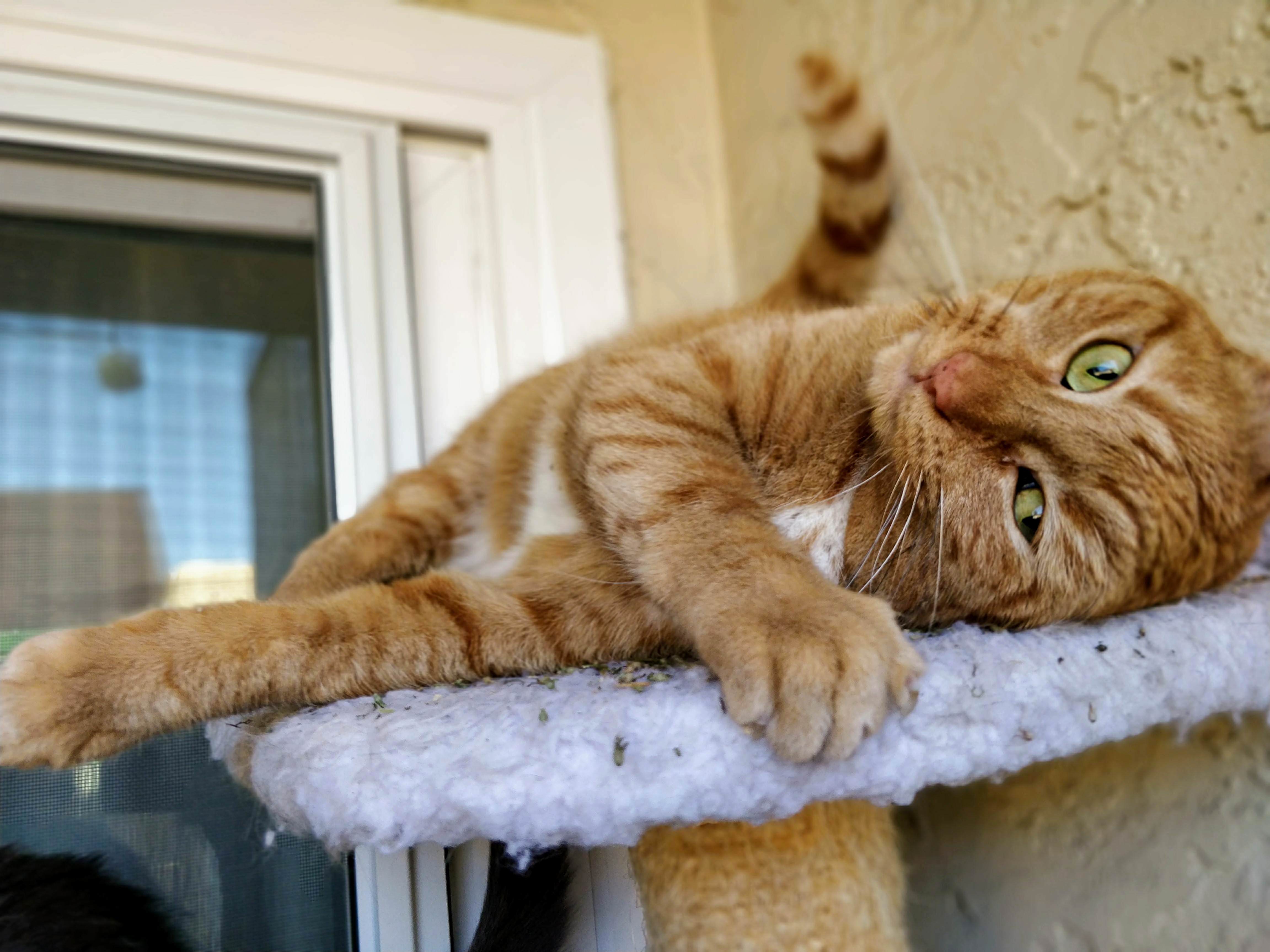 My Feral Kitty Is Starting to Warm Up to People. Cat Nip Seems to Help.