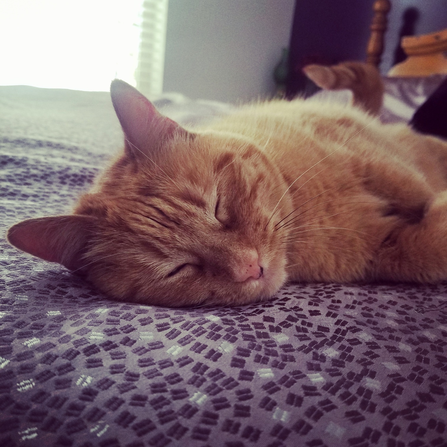 My Friends Cat Had to Be Put Down Recently, So I Took Him to Adopt This Sweetie Today.