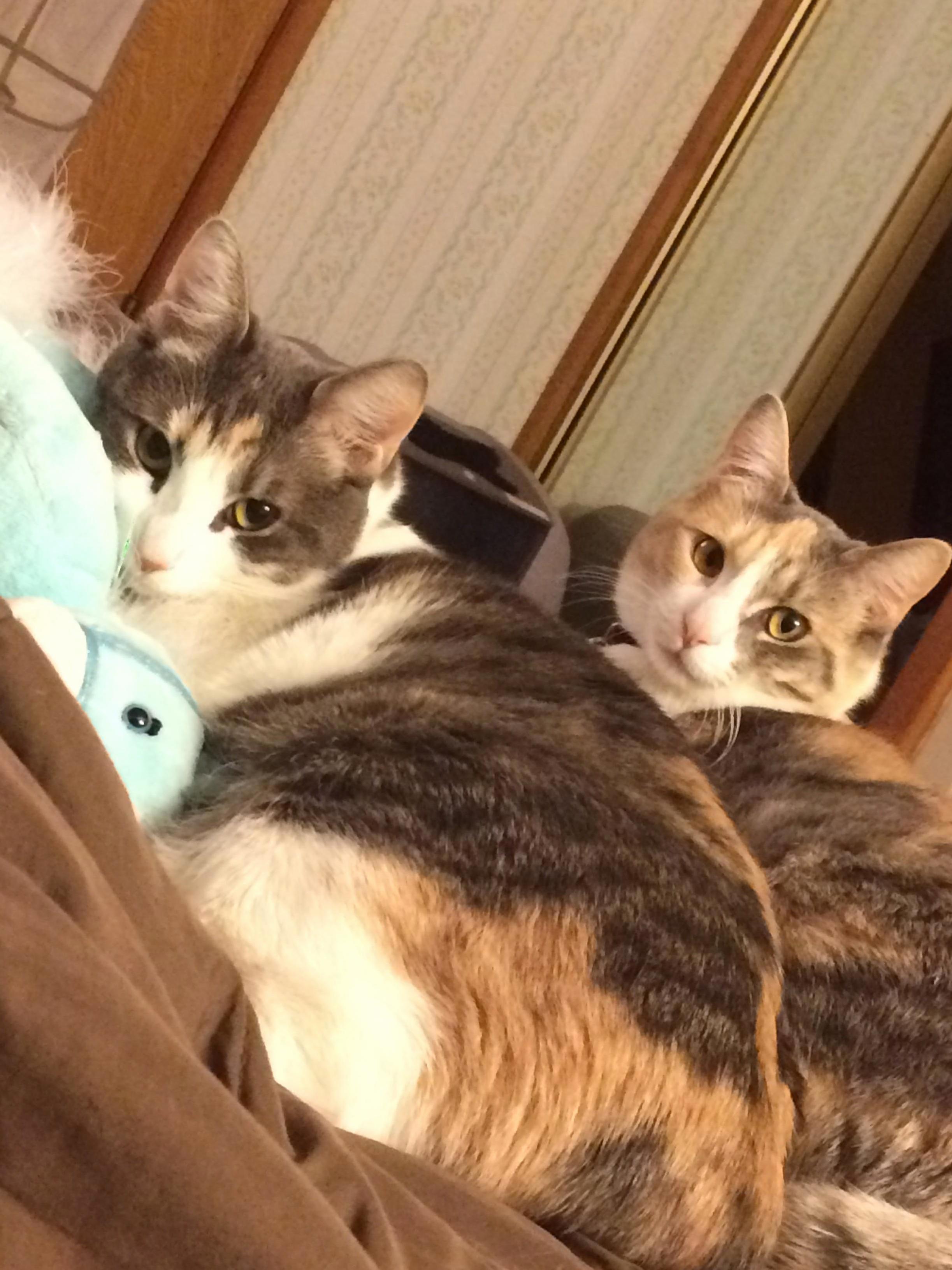 My Friends Two Cute Cats, Gray and Aurora.