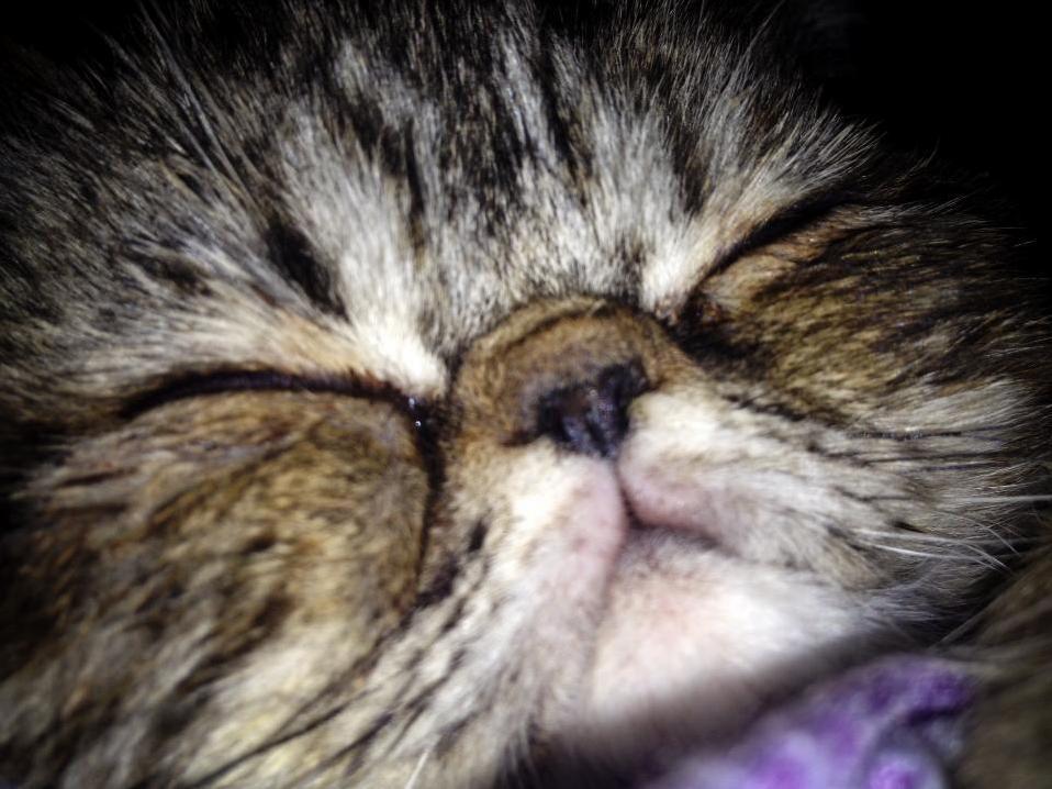 My Funny Girl As a Kitten.
