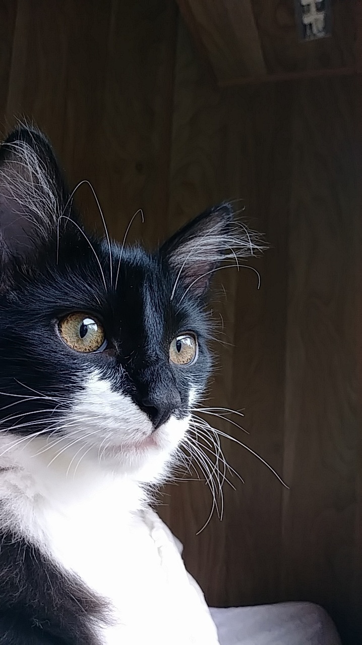 My Girl, Marceline. I Love Her Curled Eyebrows!