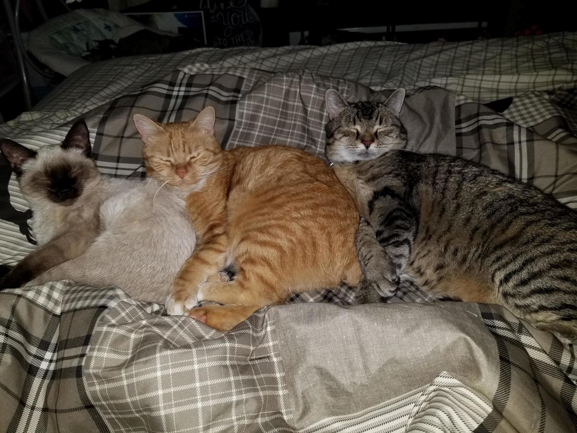 My Girls Decided to Conga Cuddle Together Beside Me in Bed Today.