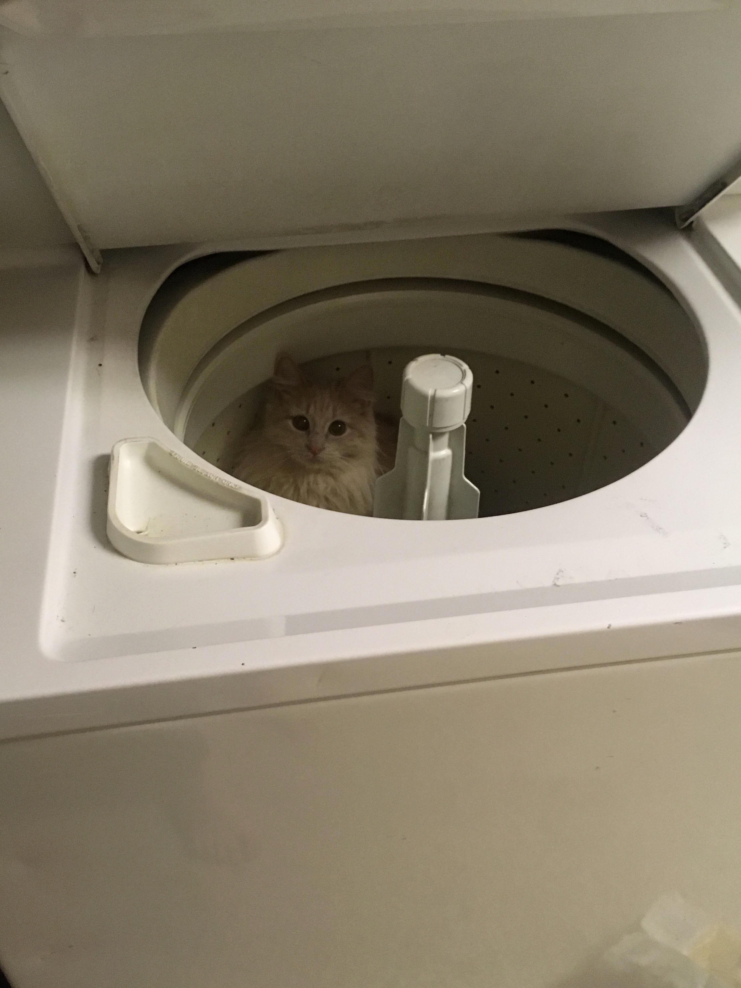 My Kitty Disappeared for Over an Hour. Finally Found Her Here.
