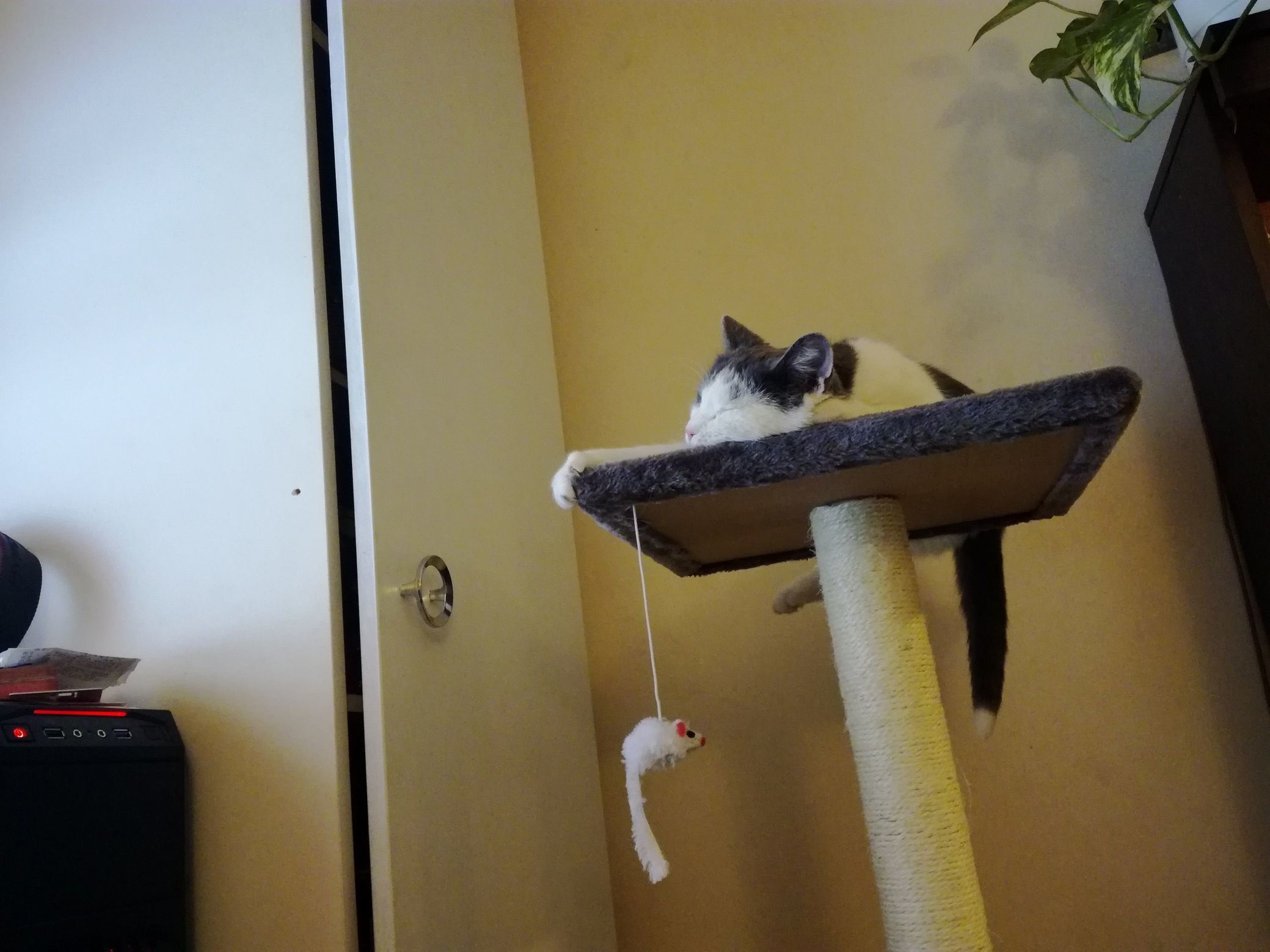 My Kitty in Her New Favorite Spot, Surveying Her Human and Receiving Scratchies