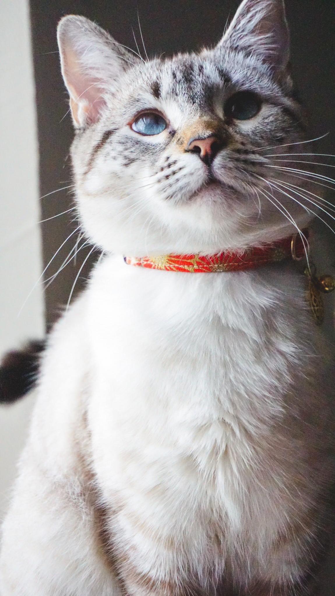 My Leetle Love