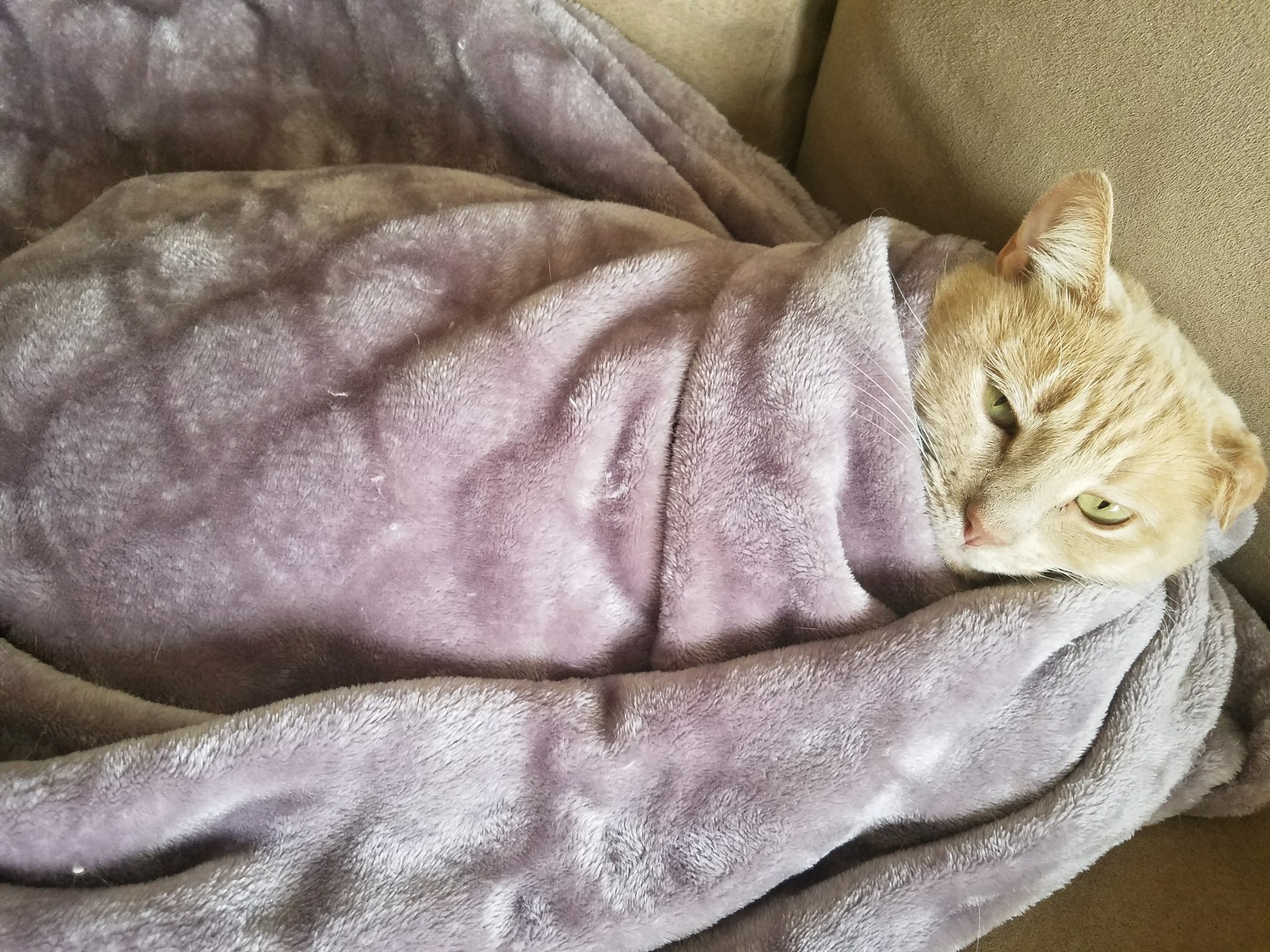 My Little Burrito