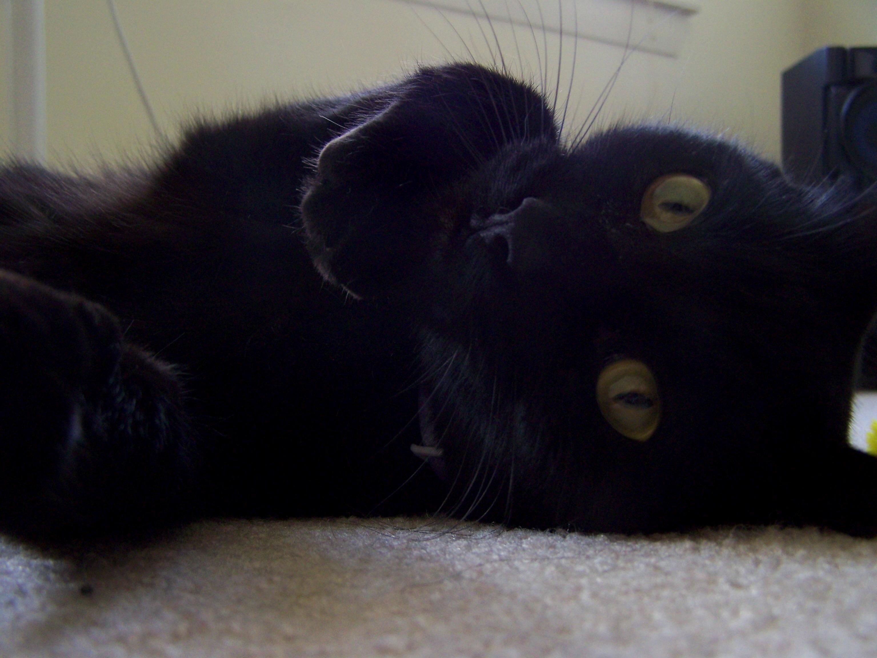 My Lucky Black Cat Brady