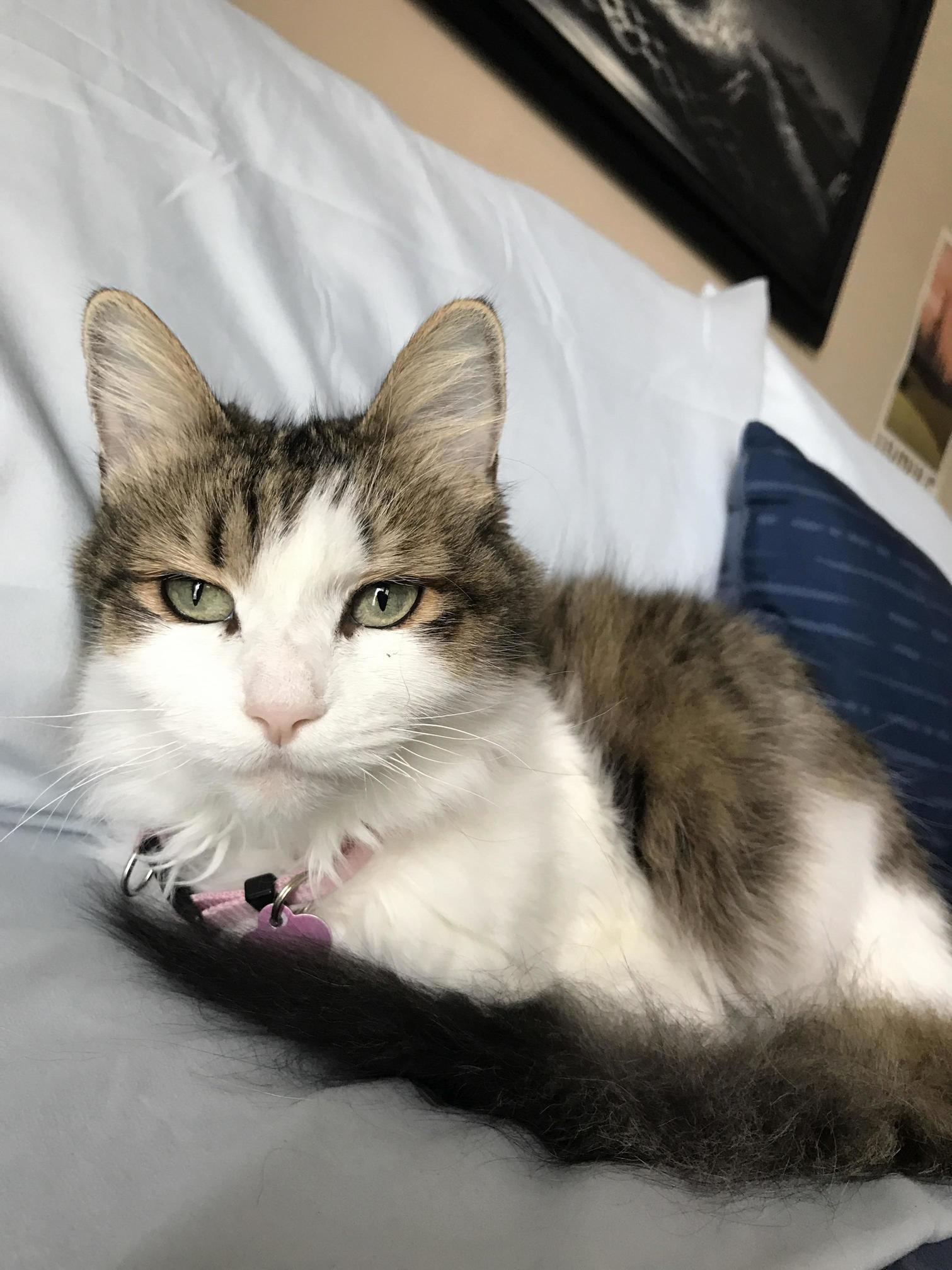 My Maine Coon Tabby of 15 Years