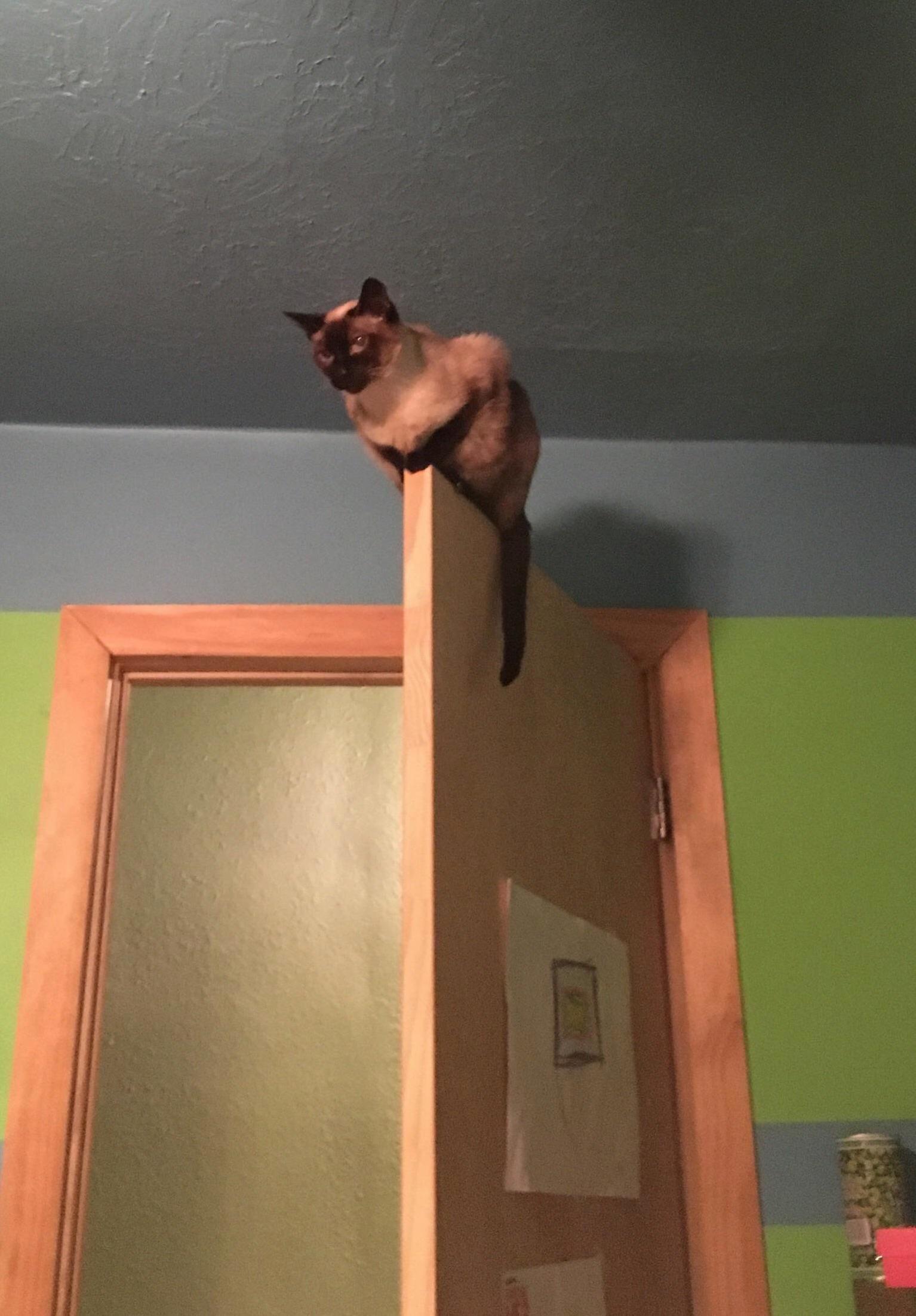 My Name Is Merlin and I Love Doors.