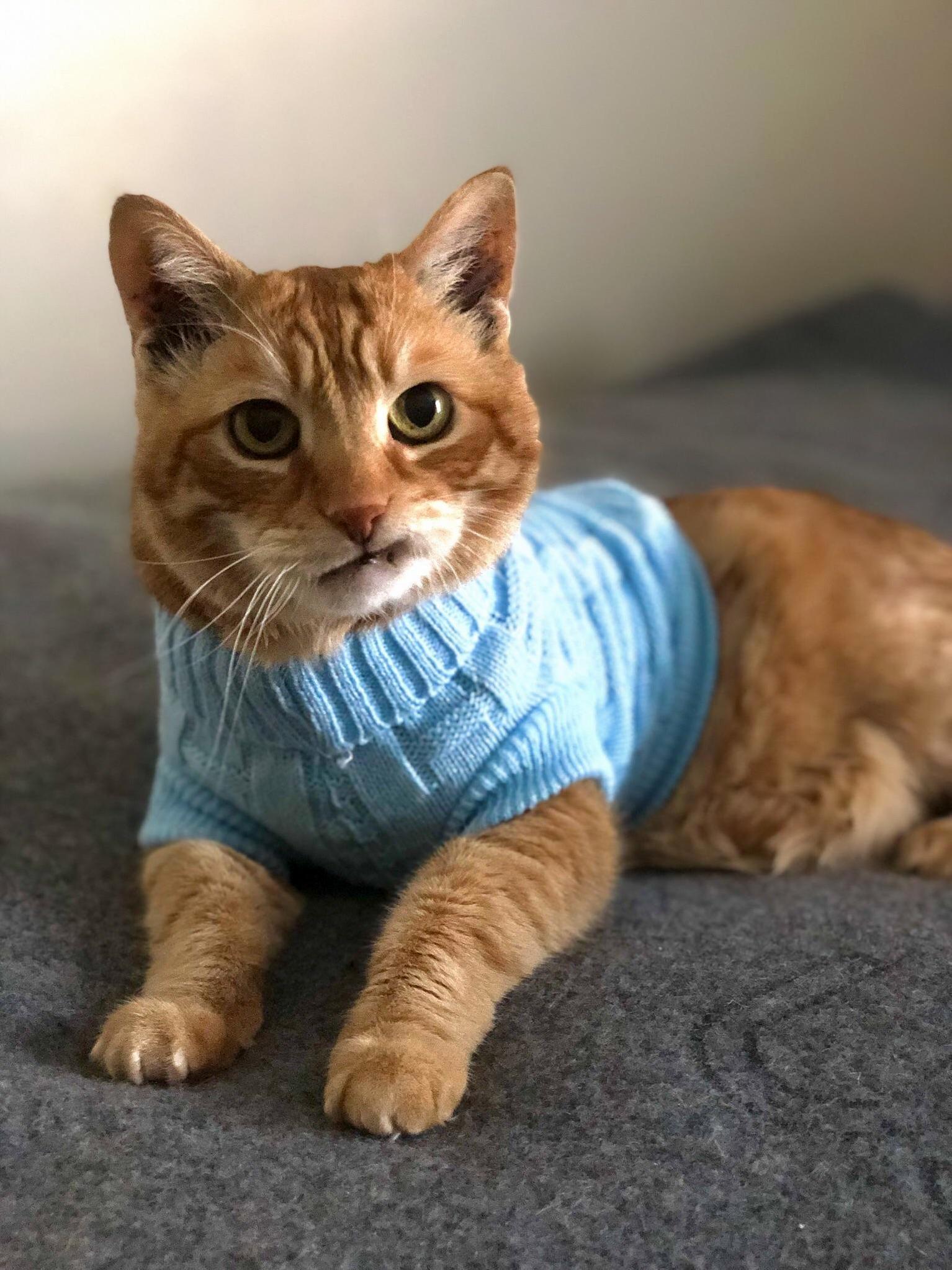My Roommates Cat Was Rocking a Sweater Today.